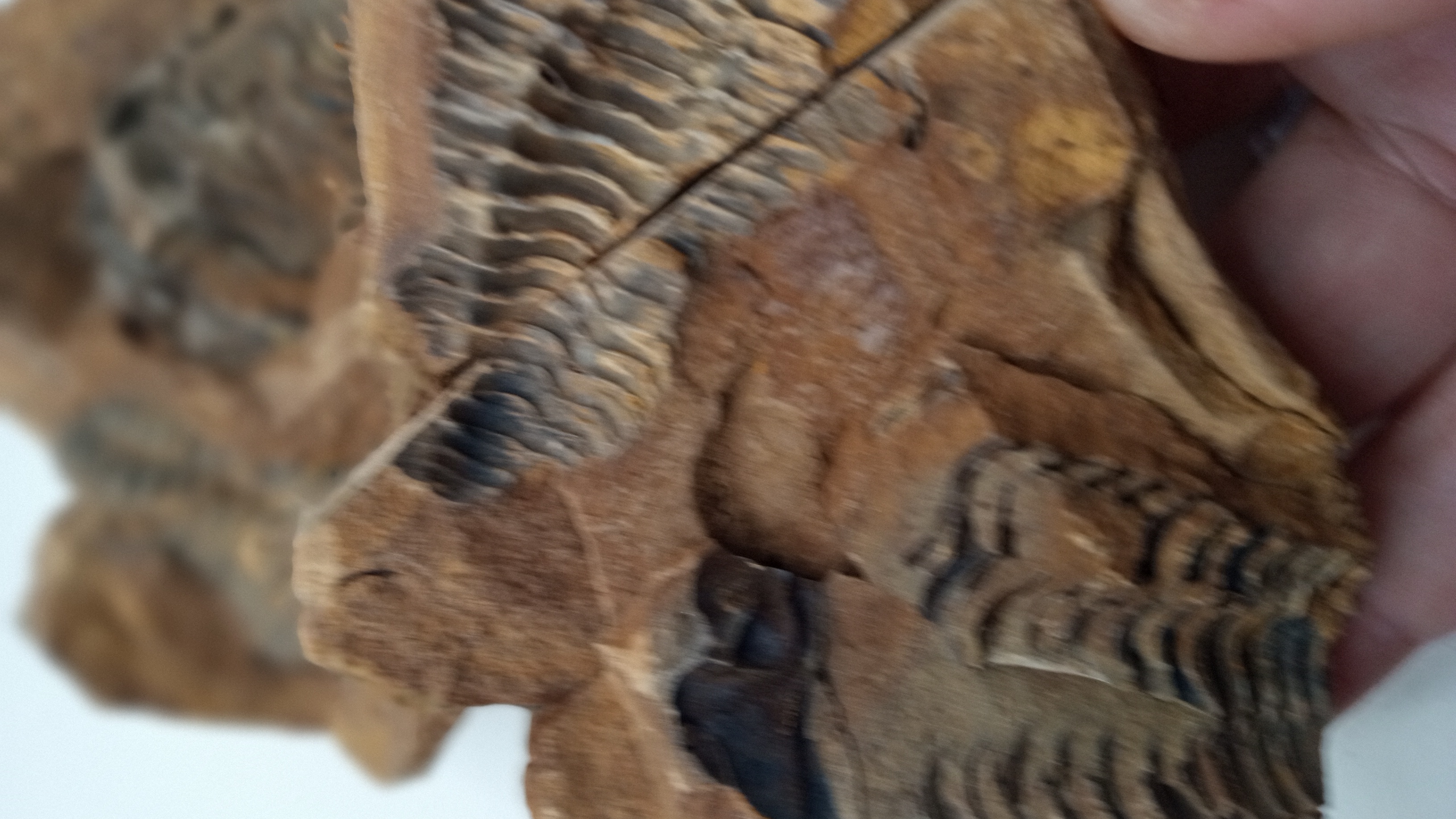 430 Million Year OLD! Andalusiana DOUBLE TRILOBITE Fossil Anif Morocco