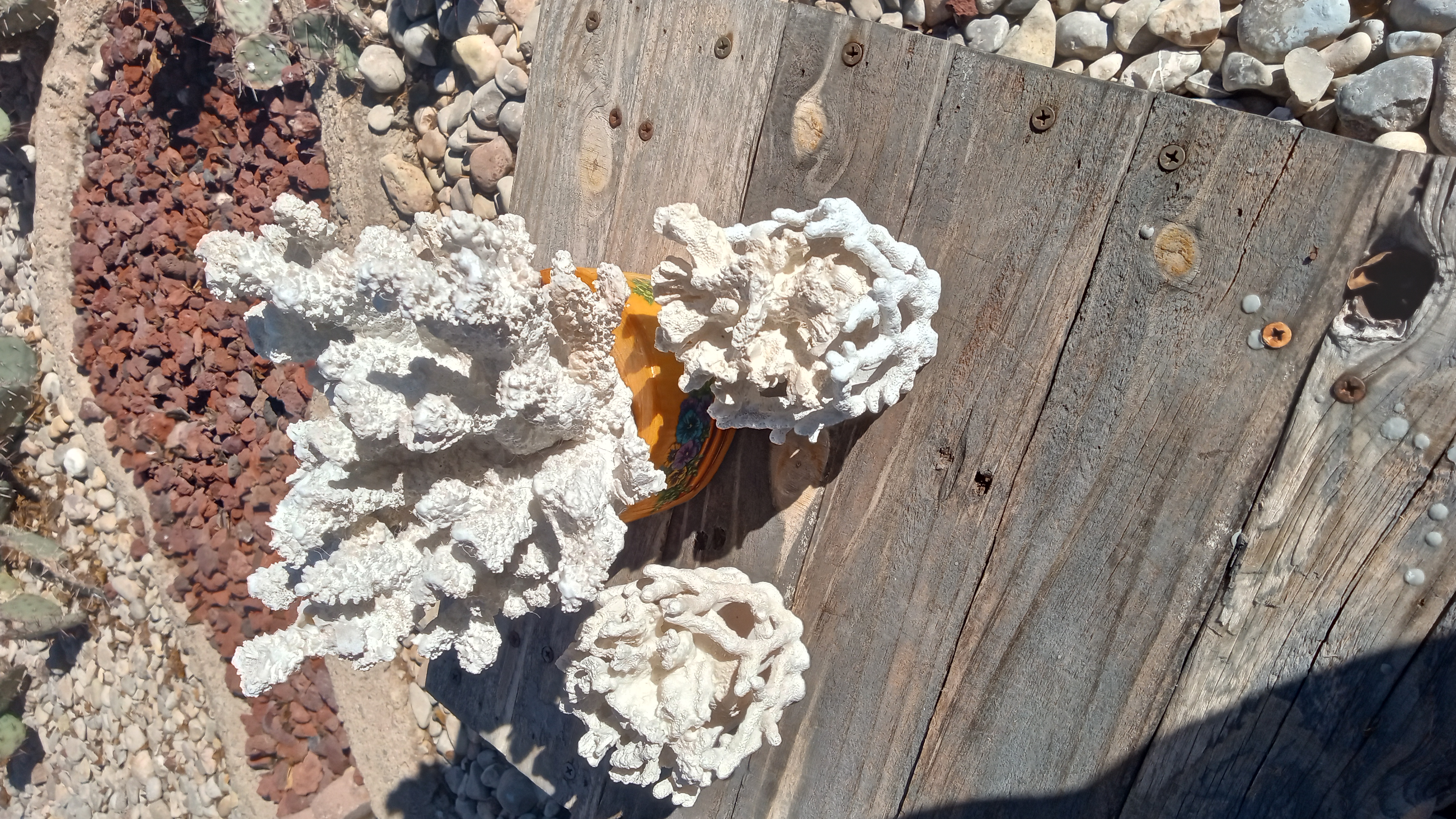 Beautiful 3 Piece White Coral Set - Wood Stand -