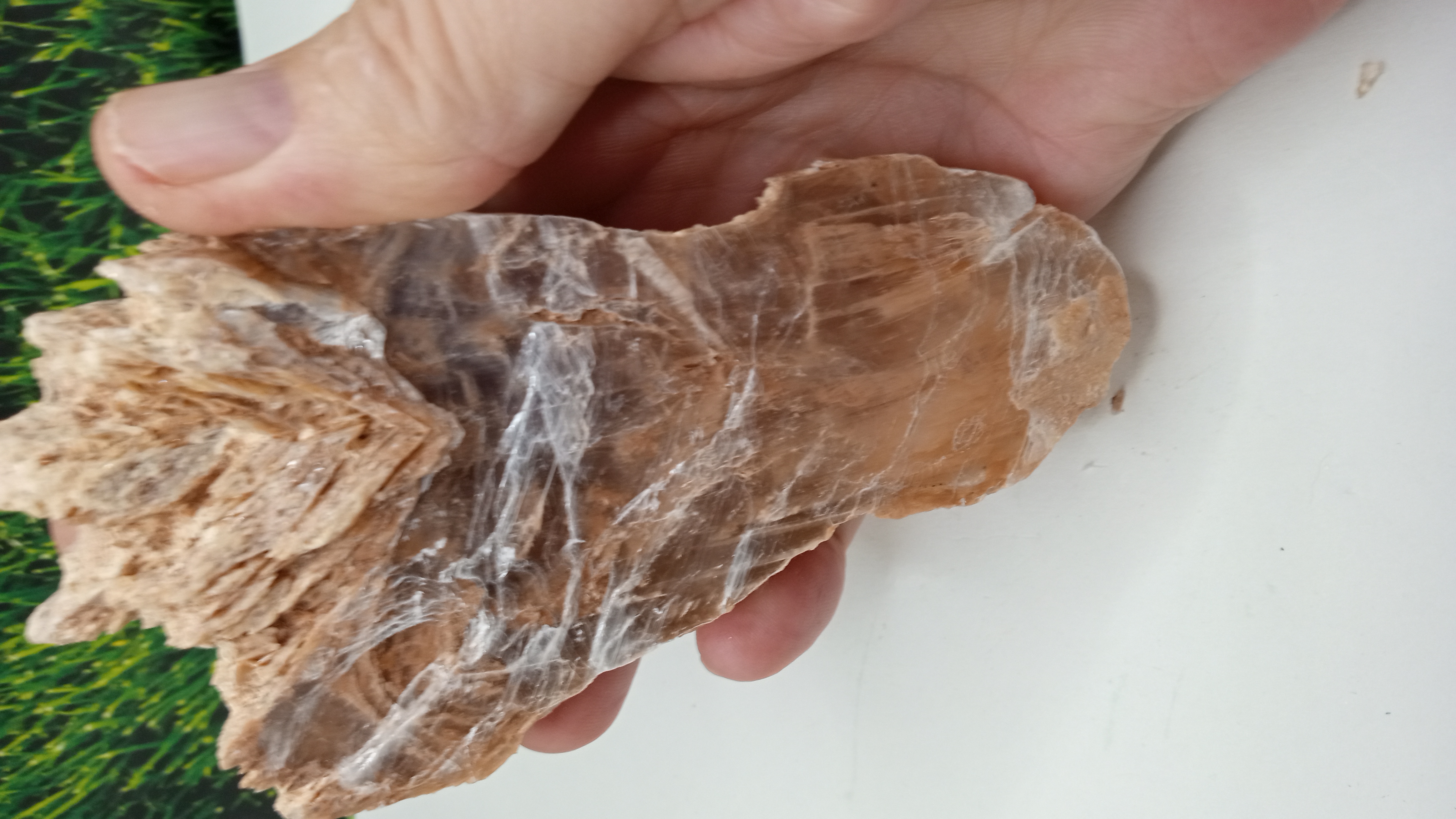 Muscovite / Selenite Mineral Specimen ~ New Mexico