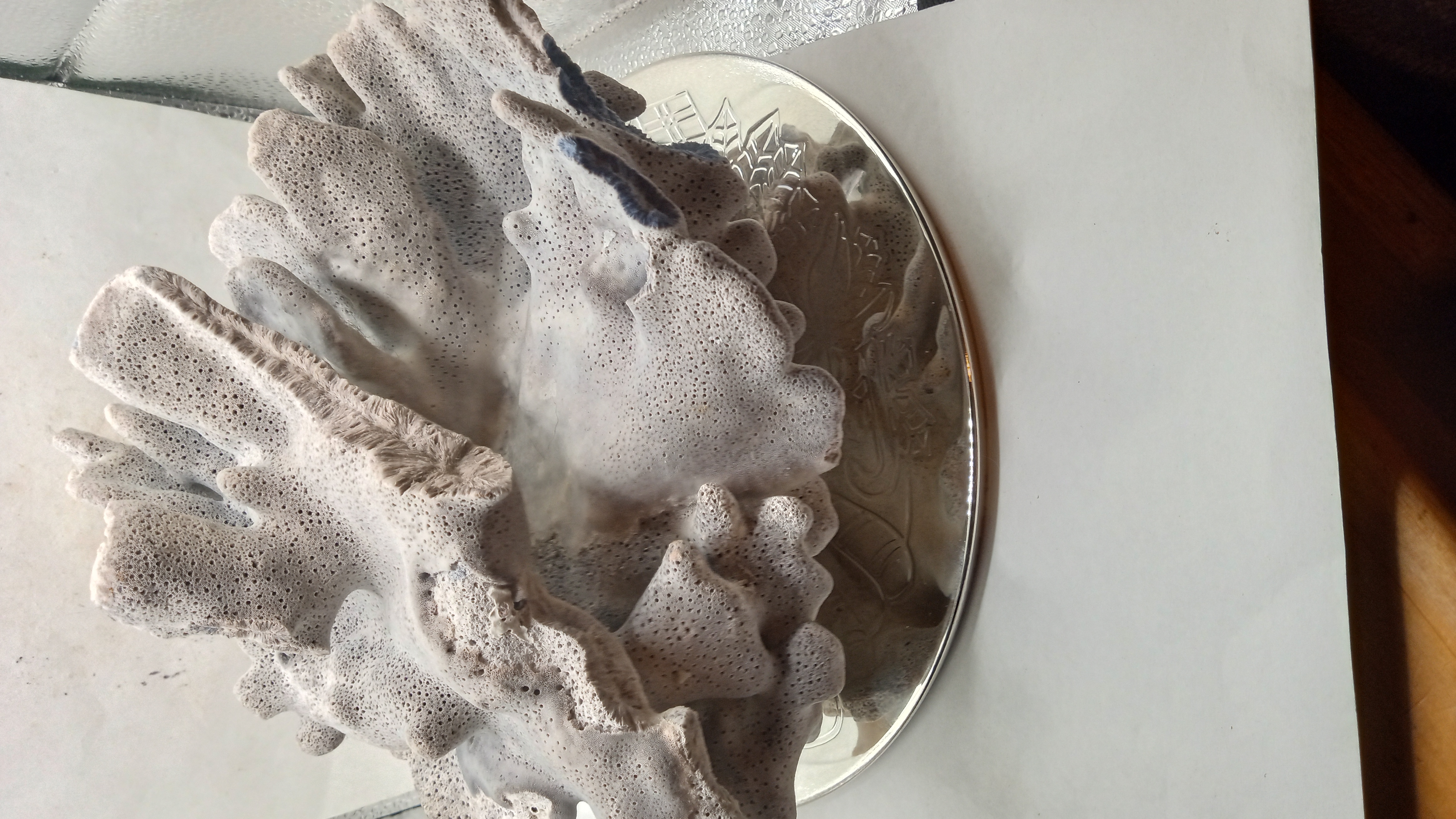 Beautiful Real Blue Ridge Coral Extra Large Coral - Large - w/ Chrome Stand 