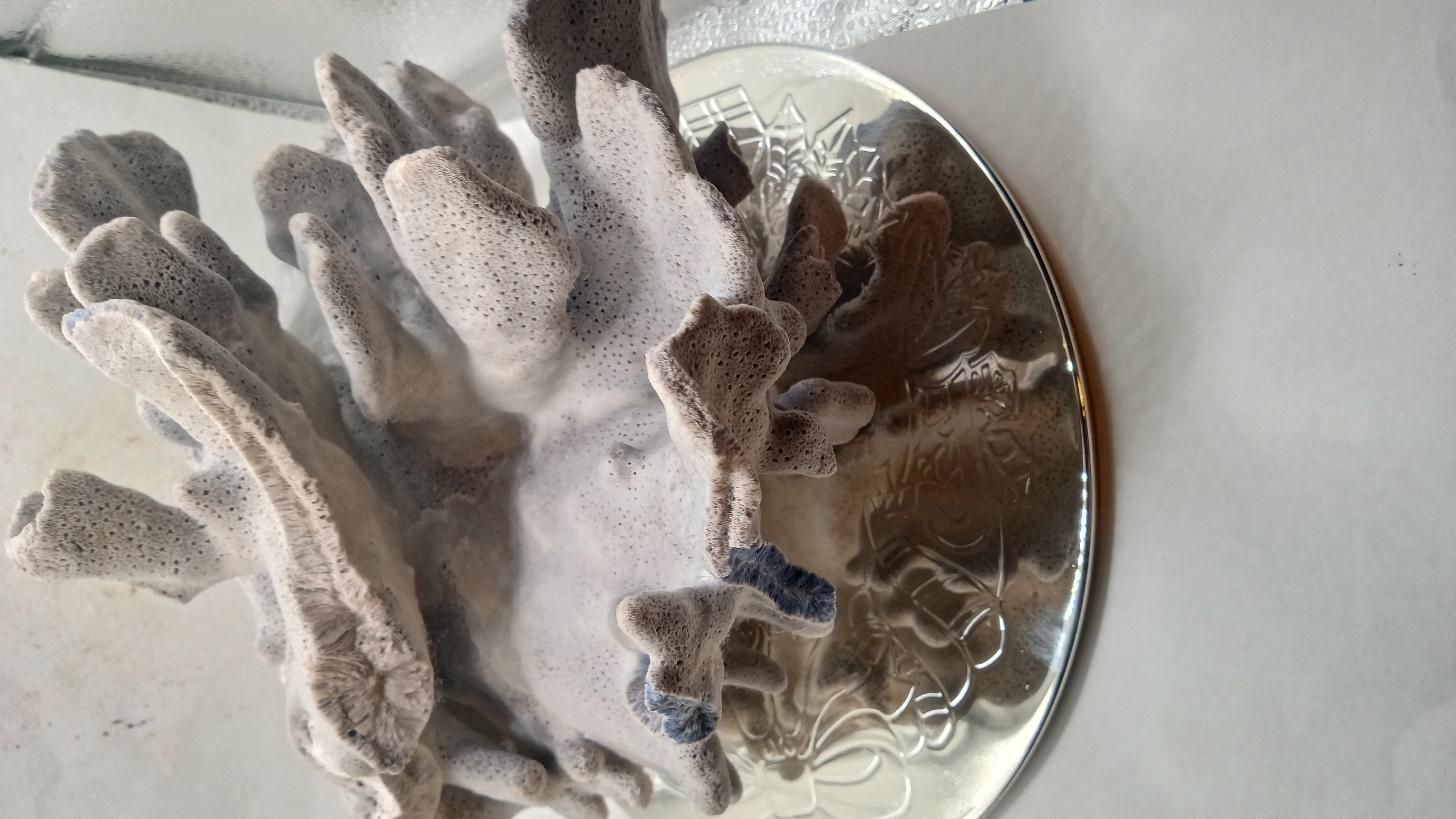 Beautiful Real Blue Ridge Coral Extra Large Coral - Large - w/ Chrome Stand 