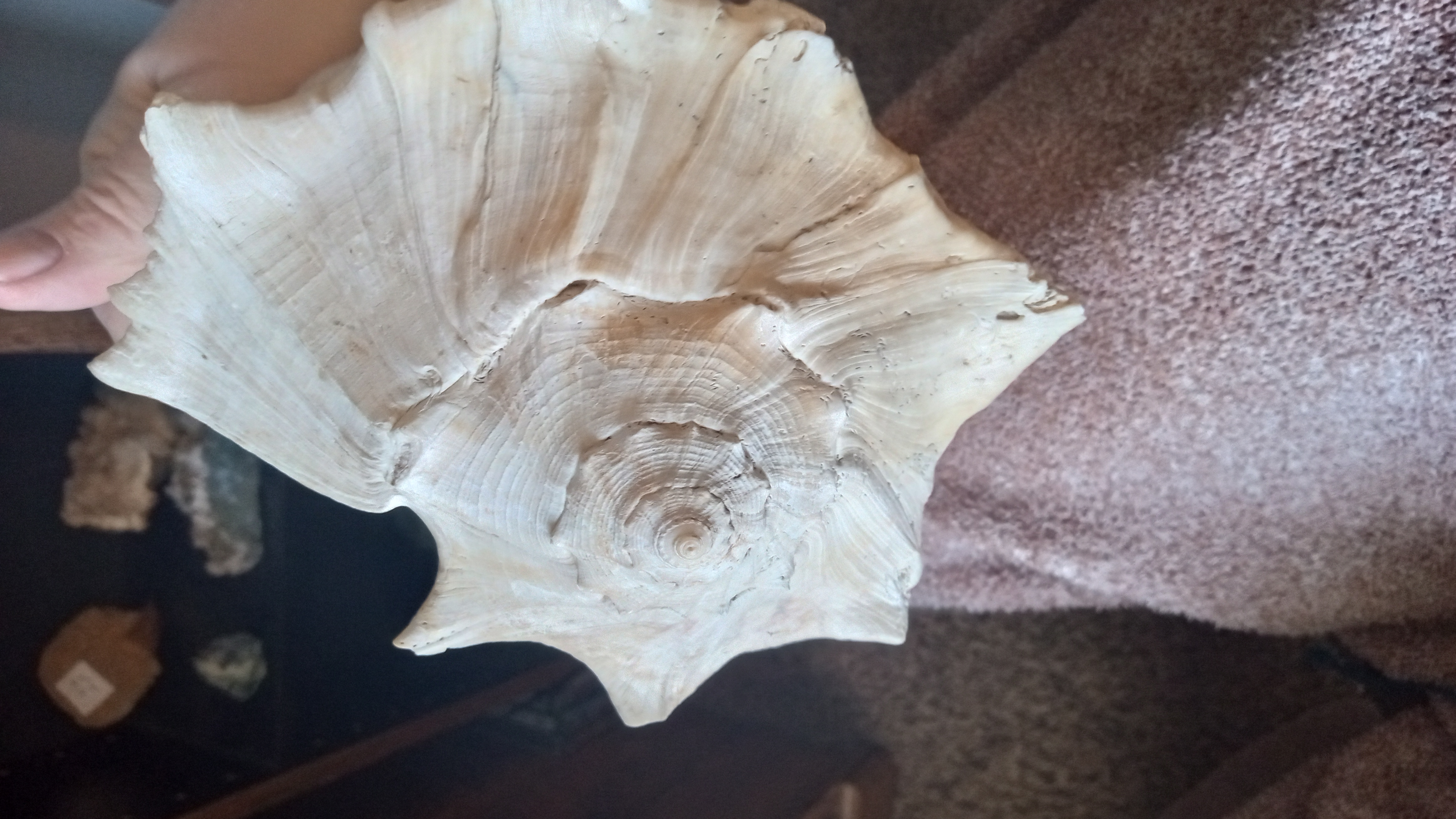 LARGE SEASHELL FLORIDA KEYS