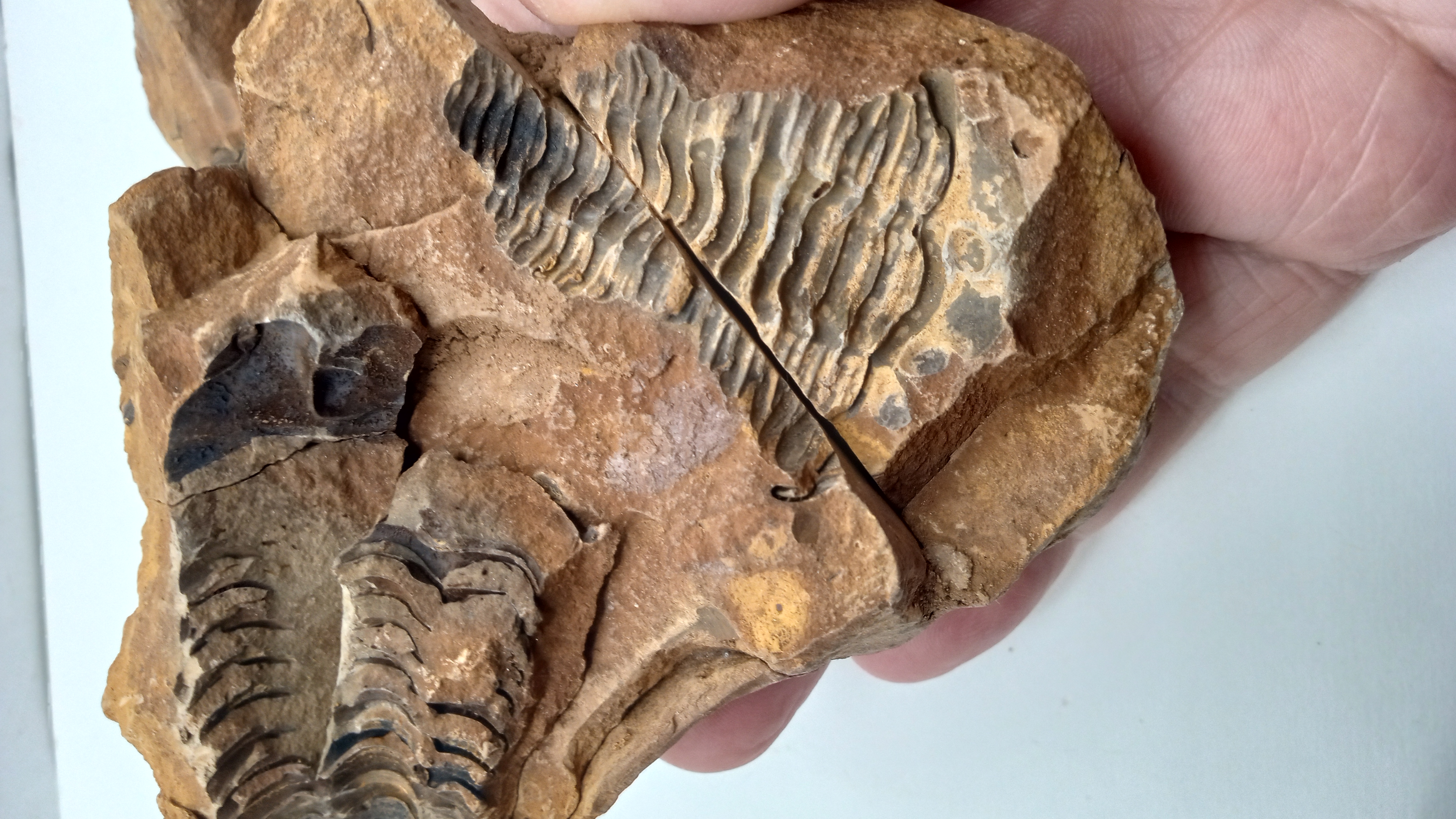 430 Million Year OLD! Andalusiana DOUBLE TRILOBITE Fossil Anif Morocco