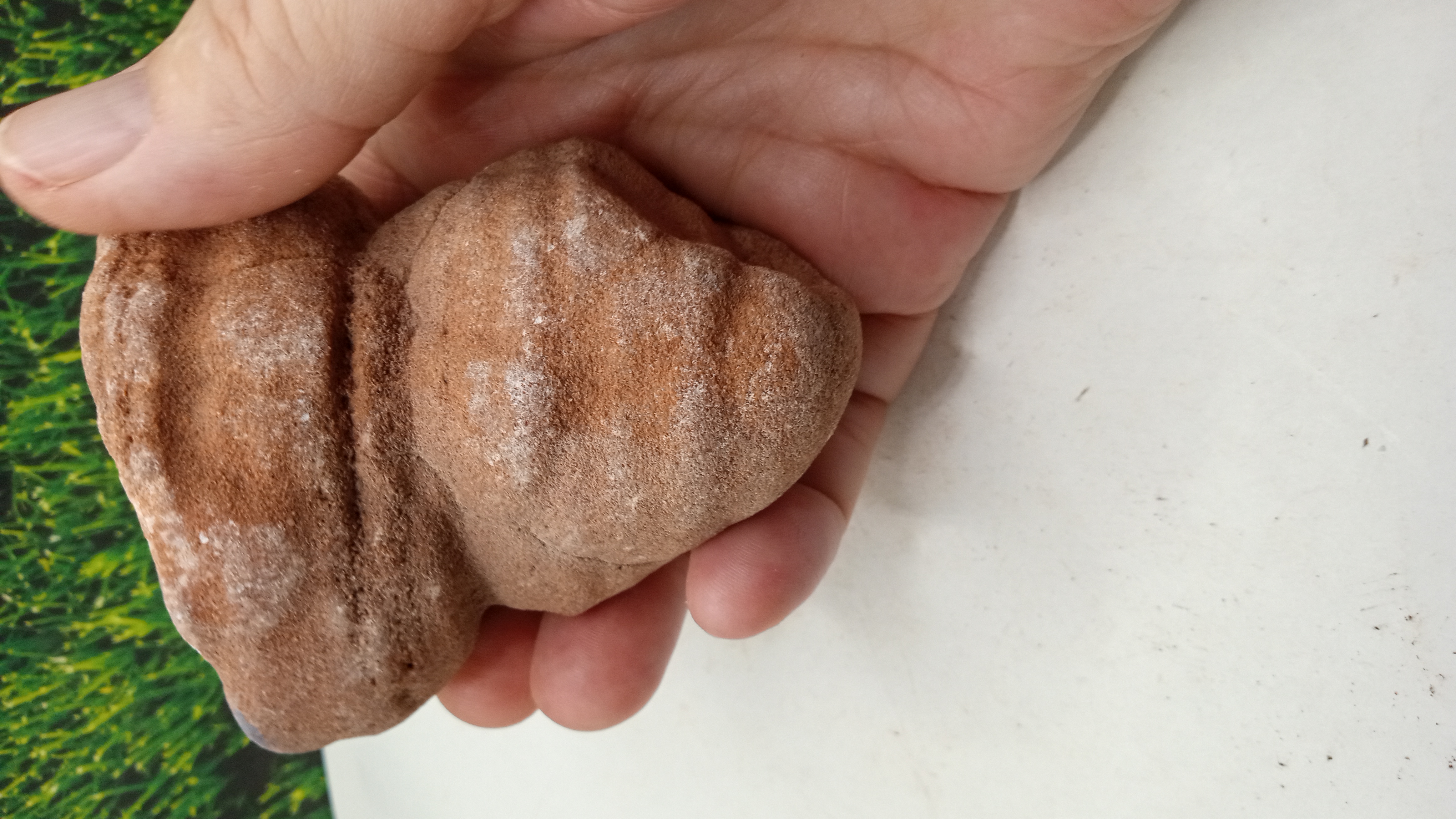  Large Moroccan Stromatolite ~ 600 Million Yrs Old ~