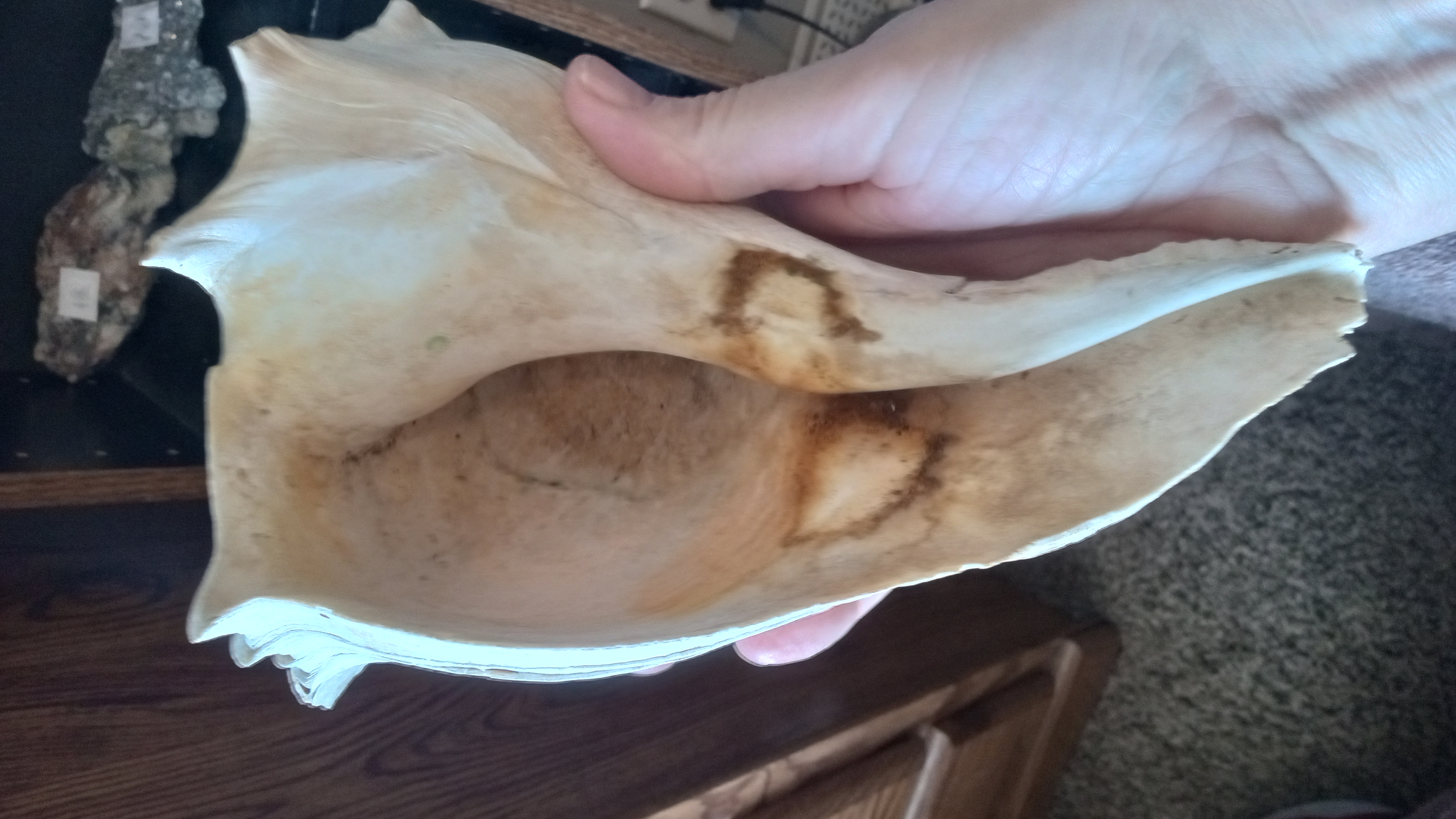 LARGE SEASHELL FLORIDA KEYS