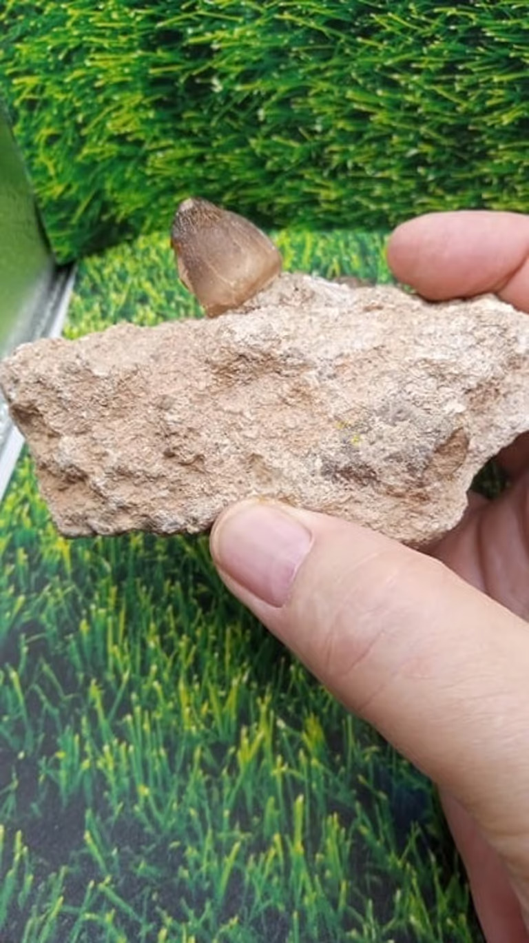 Ancient Shark Tooth 