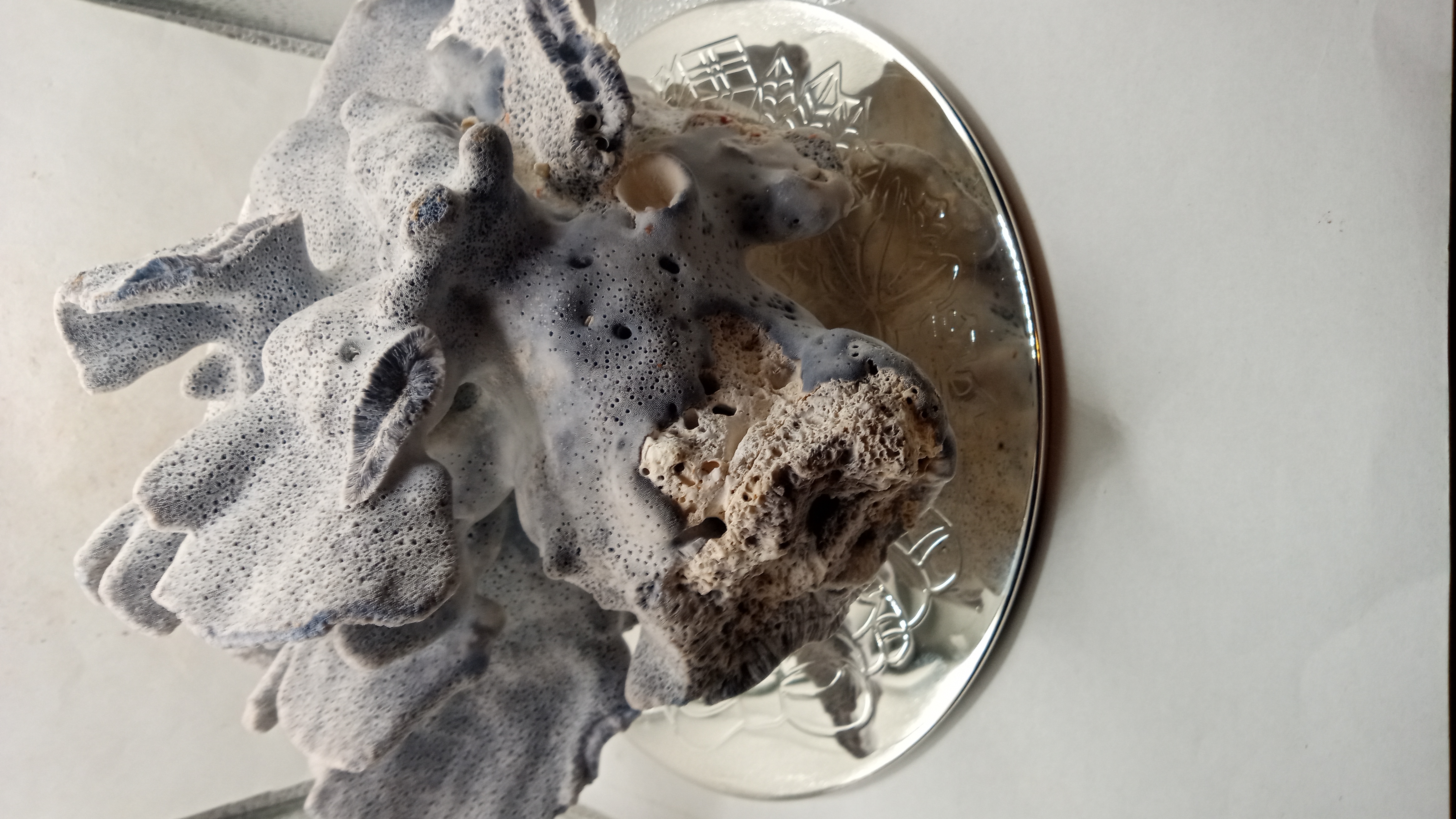 Beautiful Real Blue Ridge Coral Extra Large Coral - Large - w/ Chrome Stand 