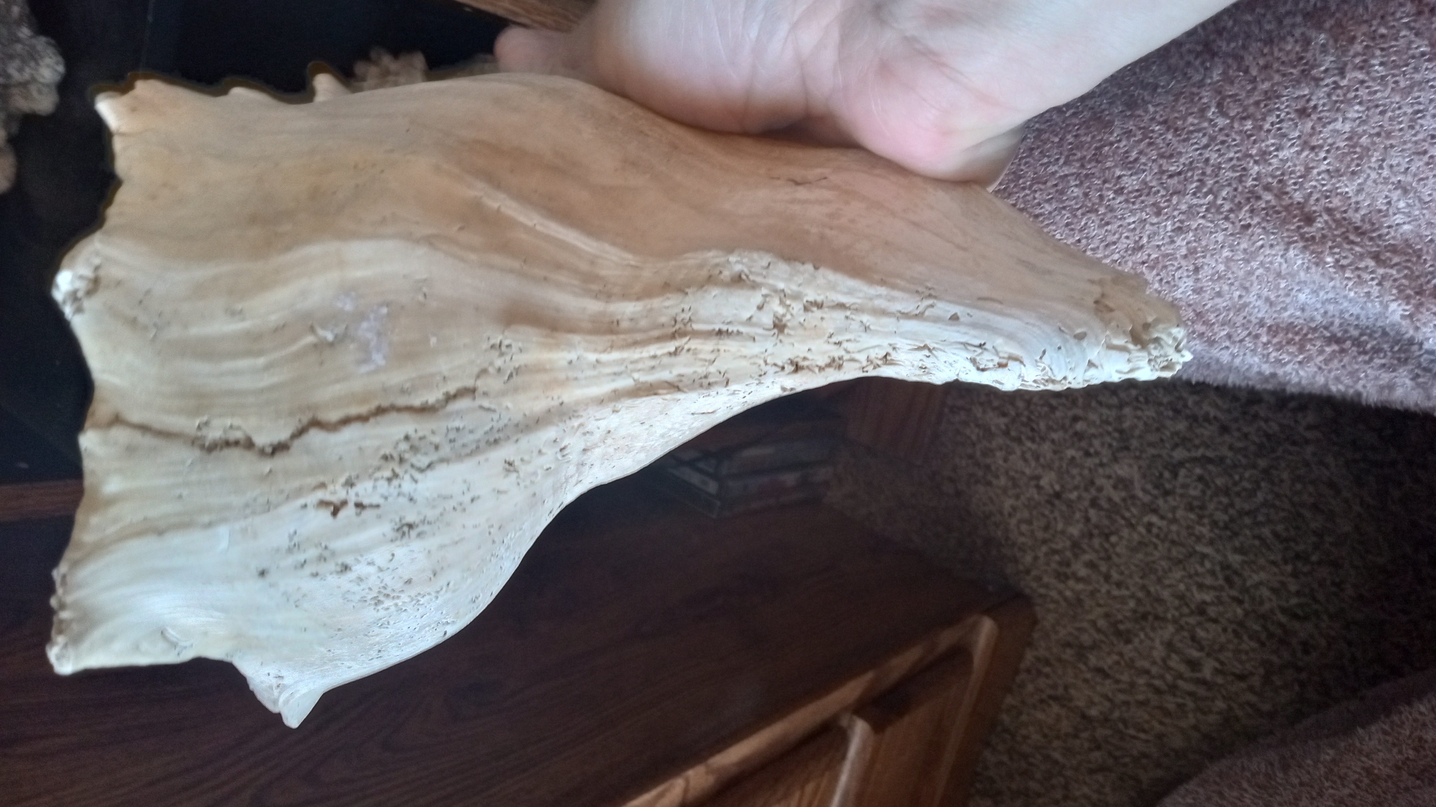 LARGE SEASHELL FLORIDA KEYS