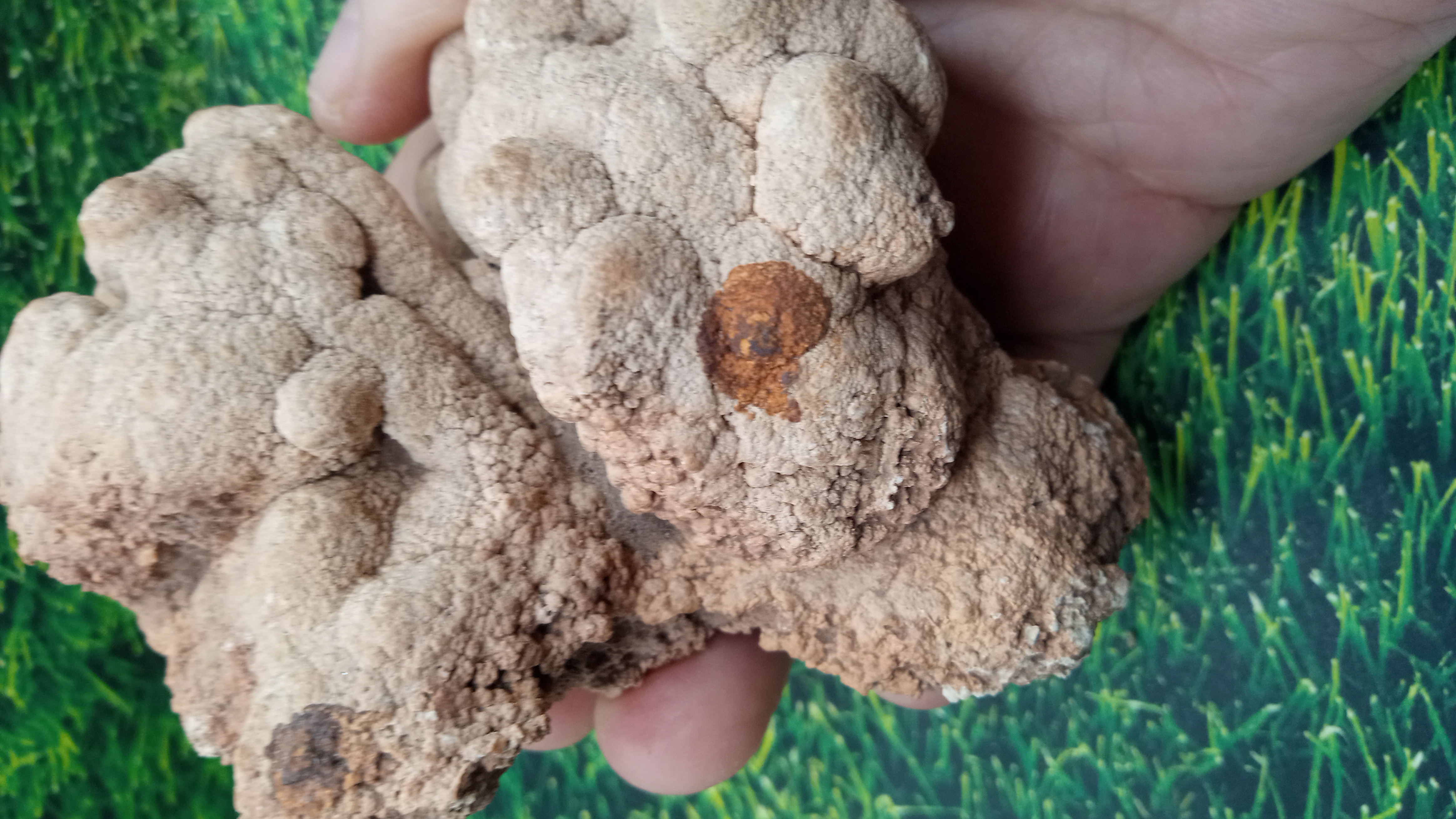 Calcareous tufa  - White Oaks Canyon: Near Carlsbad NM