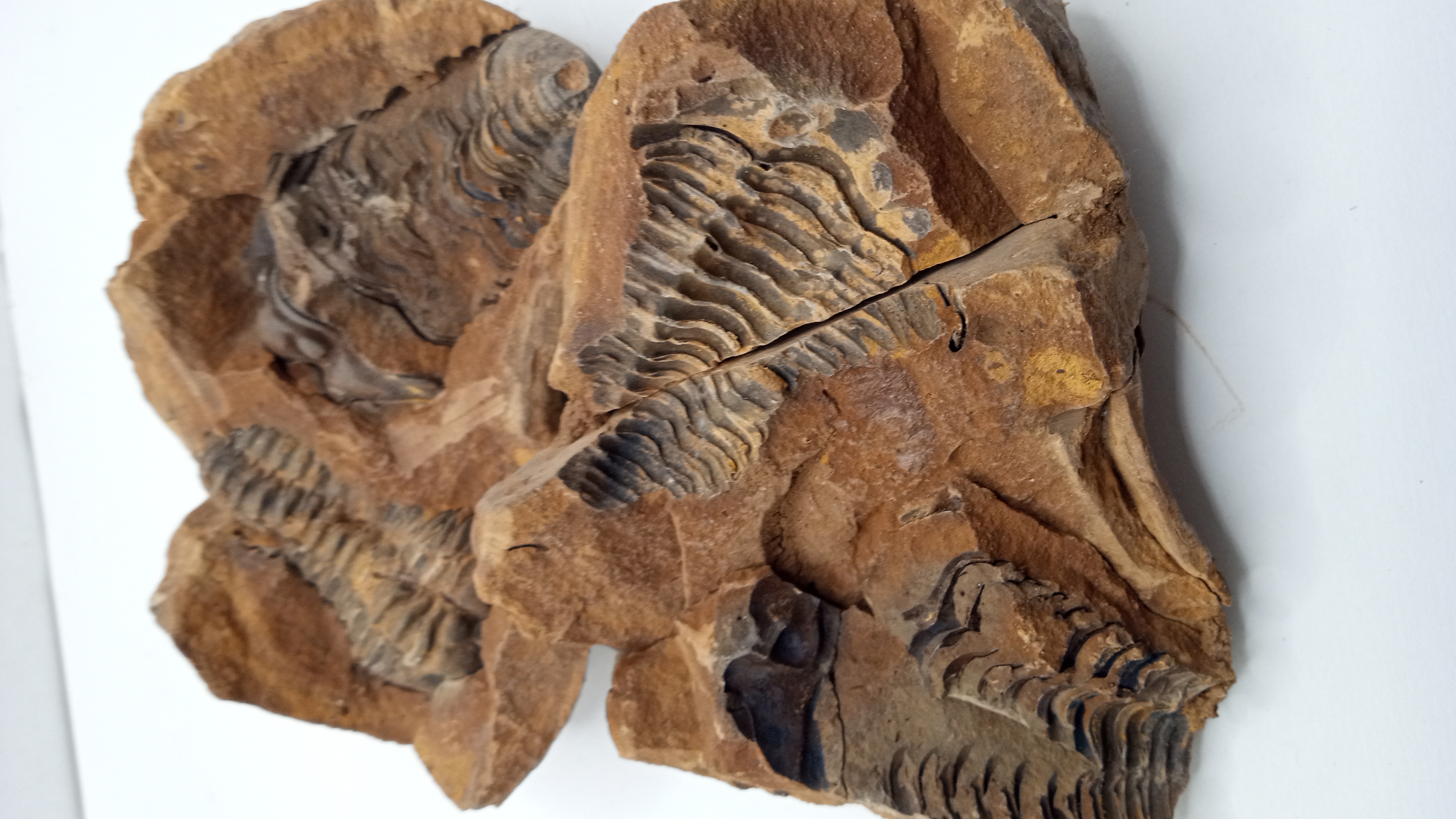 430 Million Year OLD! Andalusiana DOUBLE TRILOBITE Fossil Anif Morocco