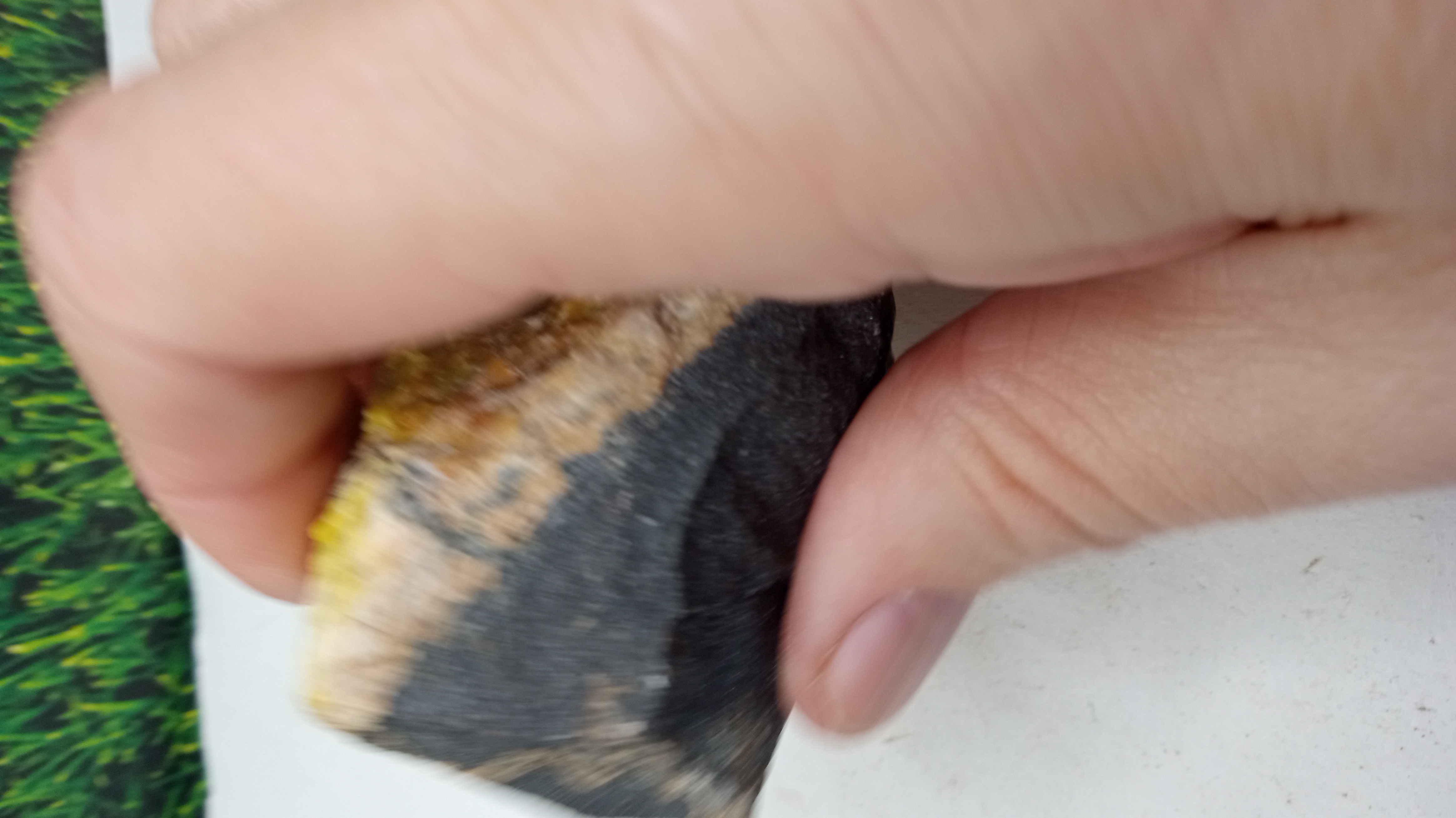 Black Basalt in natural form - New Mexico -