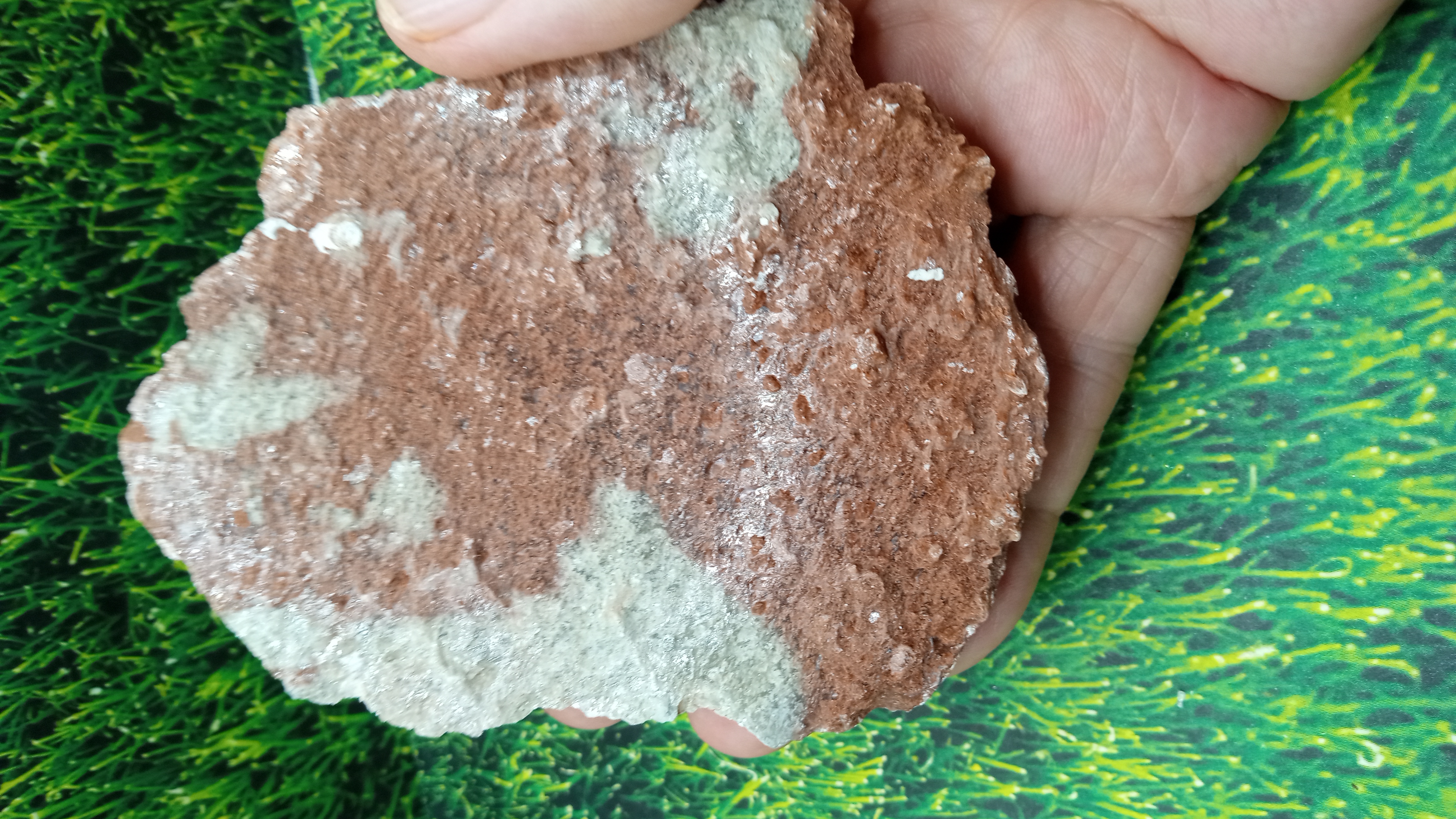 Chabazite / Quartzite Mineral Specimen ~ Mexico ~