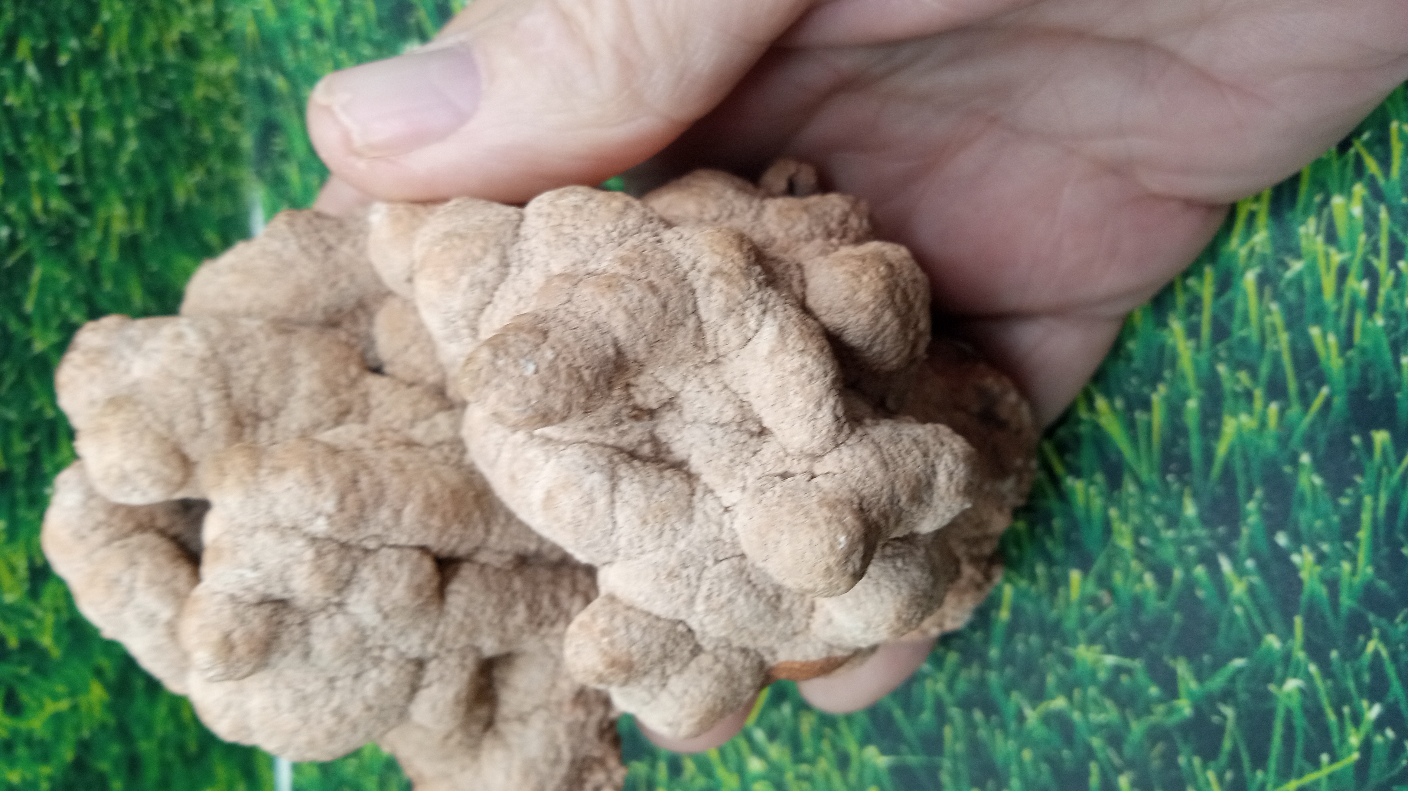 Calcareous tufa  - White Oaks Canyon: Near Carlsbad NM