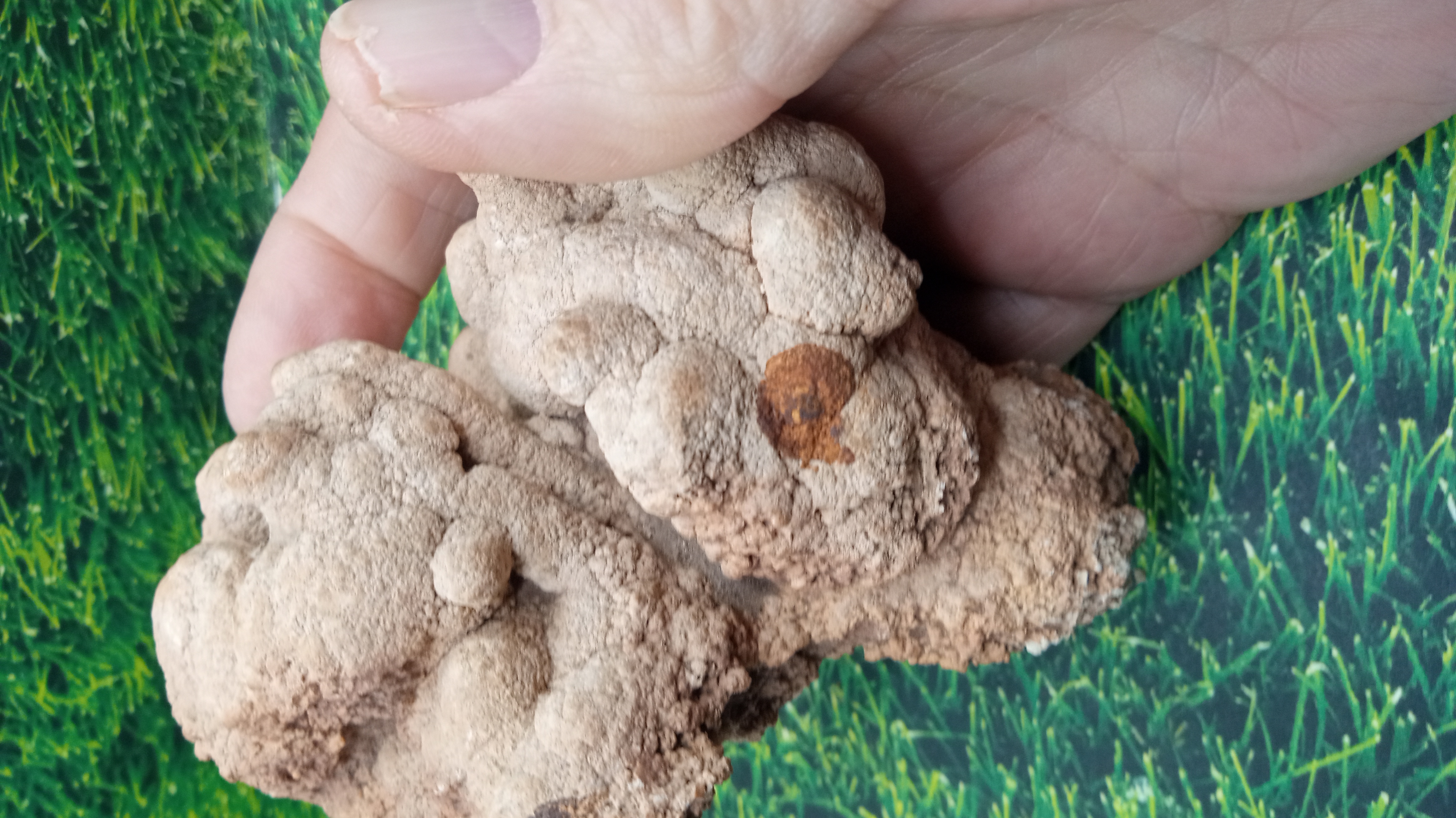Calcareous tufa  - White Oaks Canyon: Near Carlsbad NM