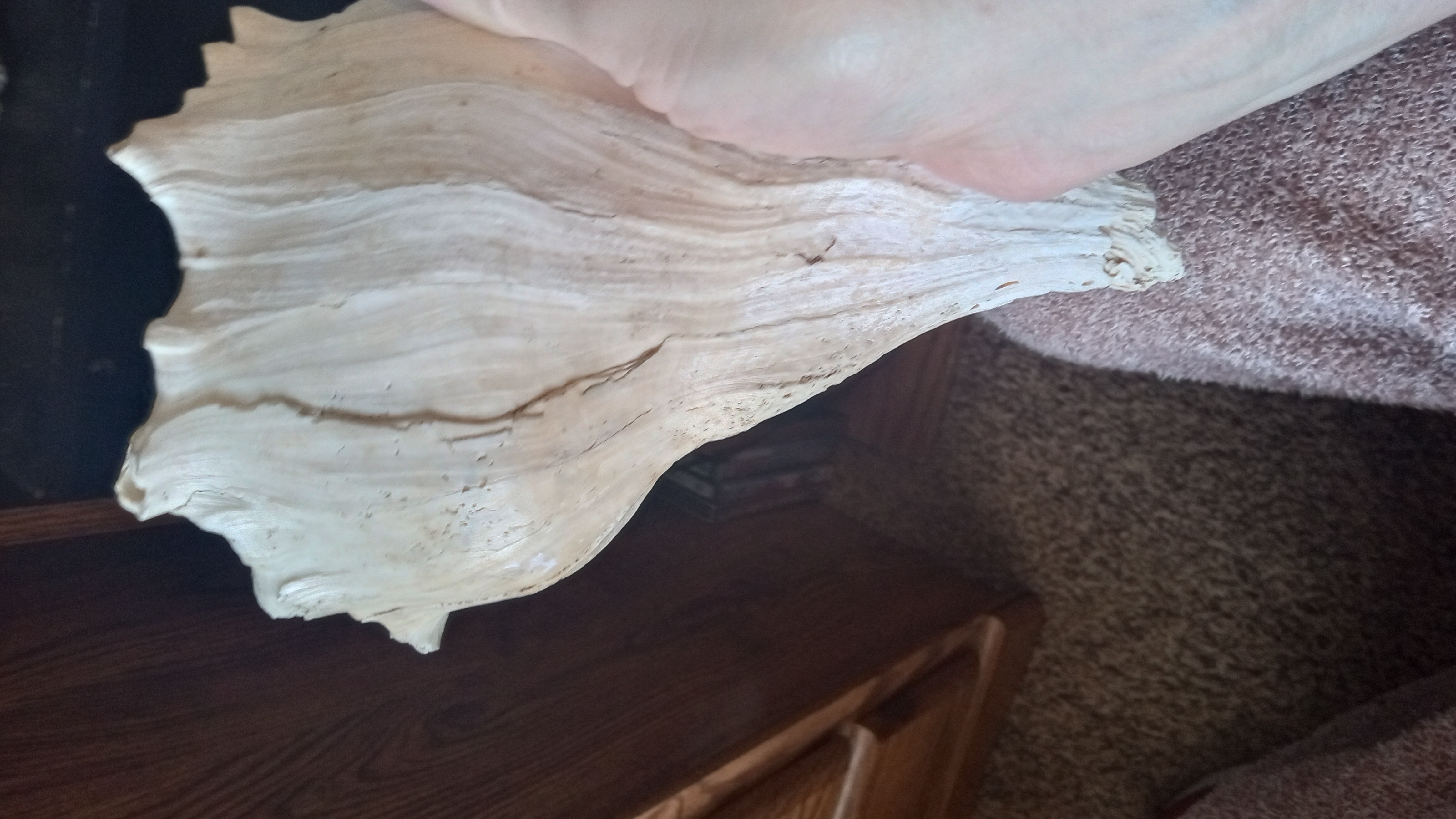 LARGE SEASHELL FLORIDA KEYS