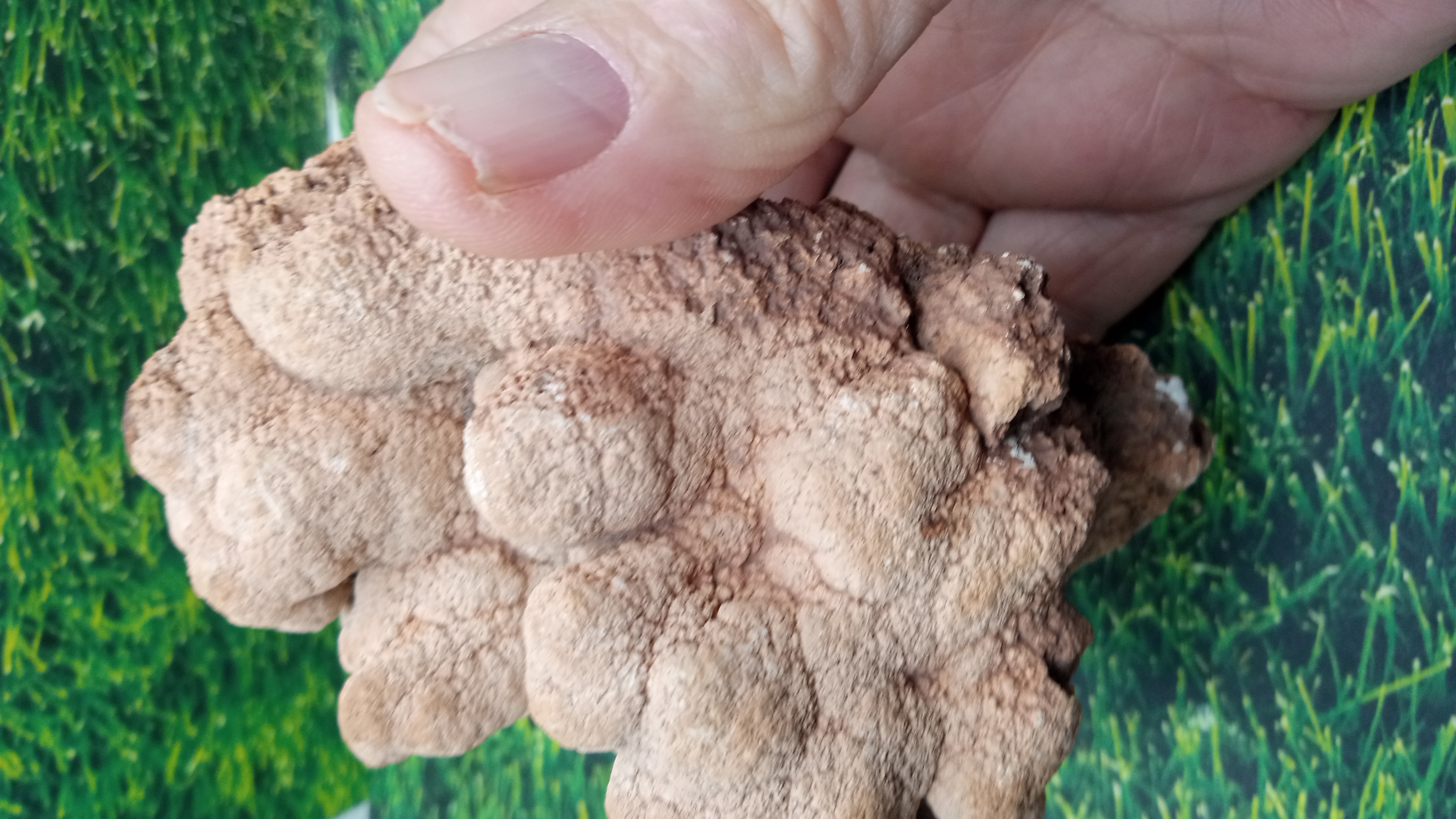 Calcareous tufa  - White Oaks Canyon: Near Carlsbad NM