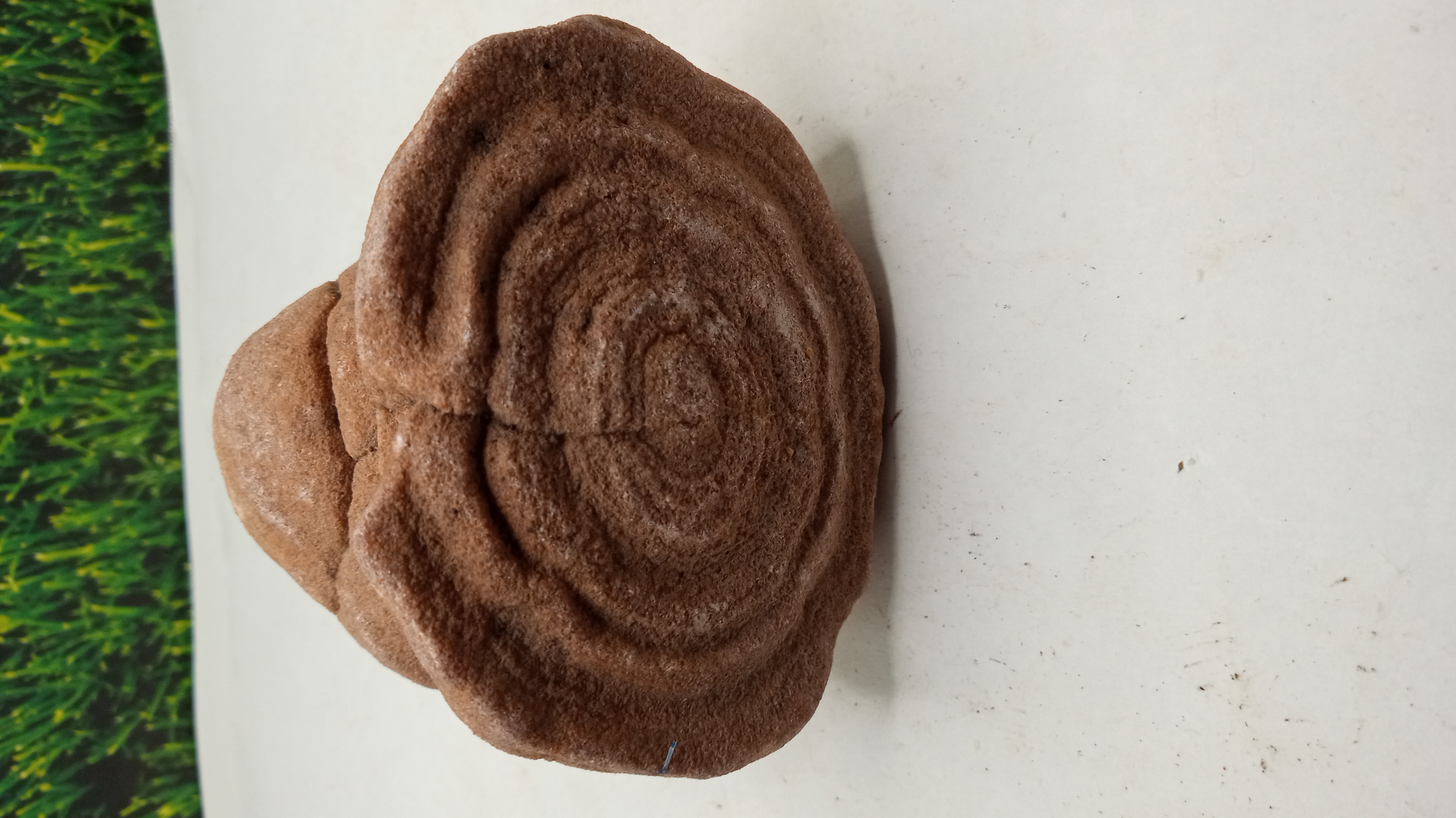 Large Moroccan Stromatolite ~ 600 Million Yrs Old ~