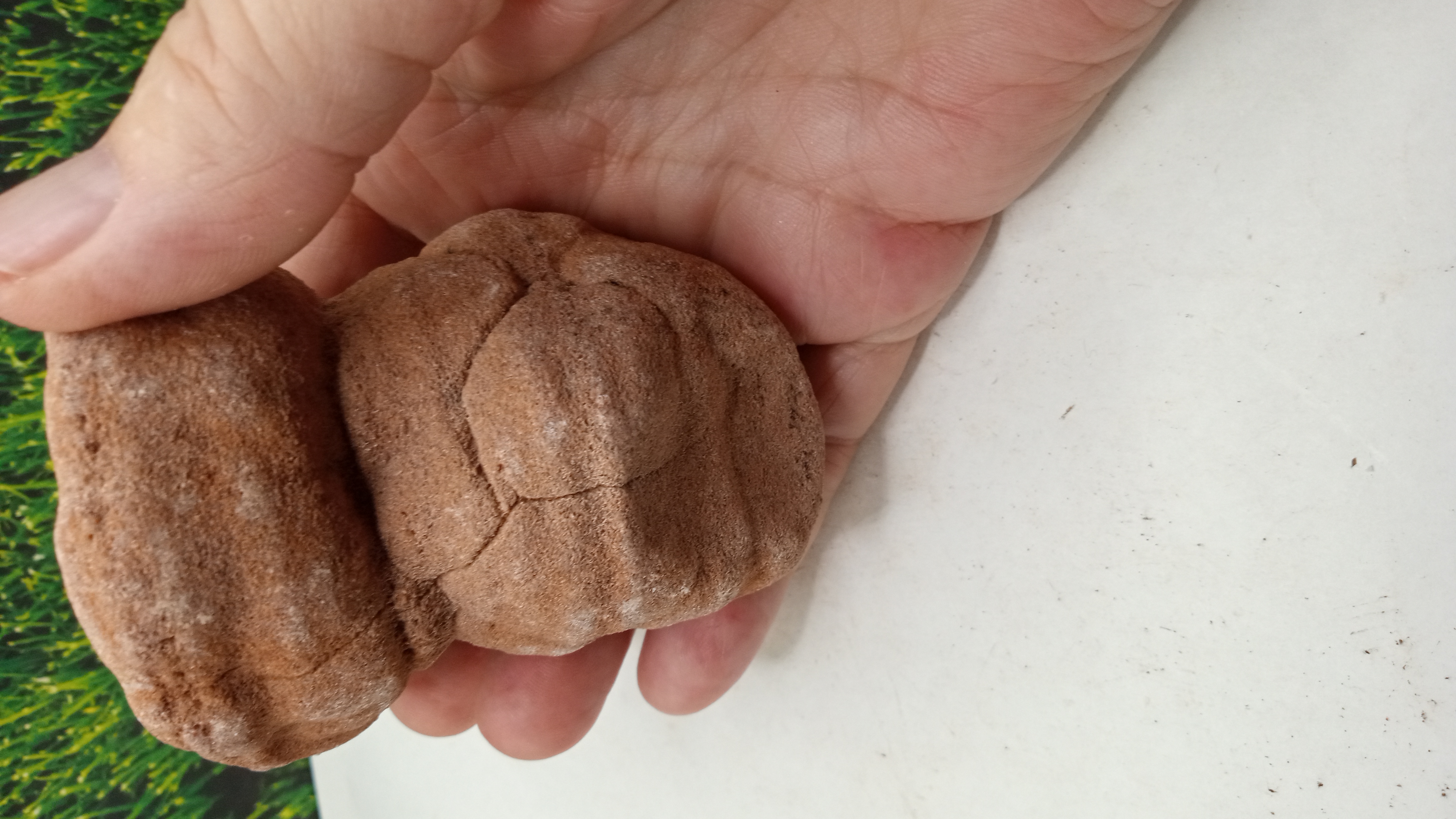  Large Moroccan Stromatolite ~ 600 Million Yrs Old ~
