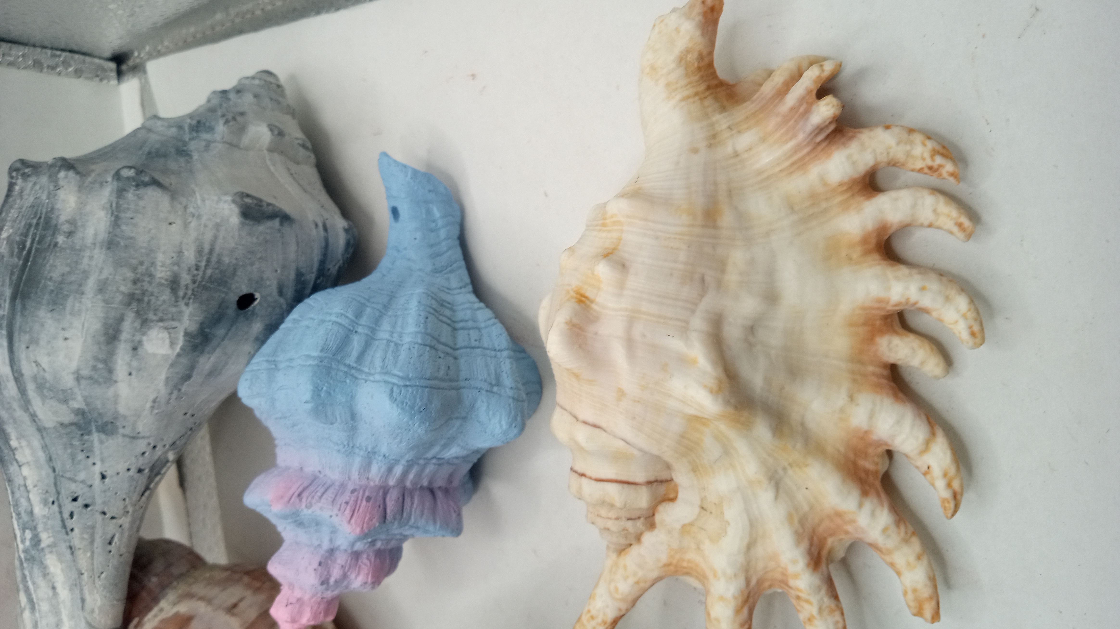 Five beautiful Shells - Florida Keys -