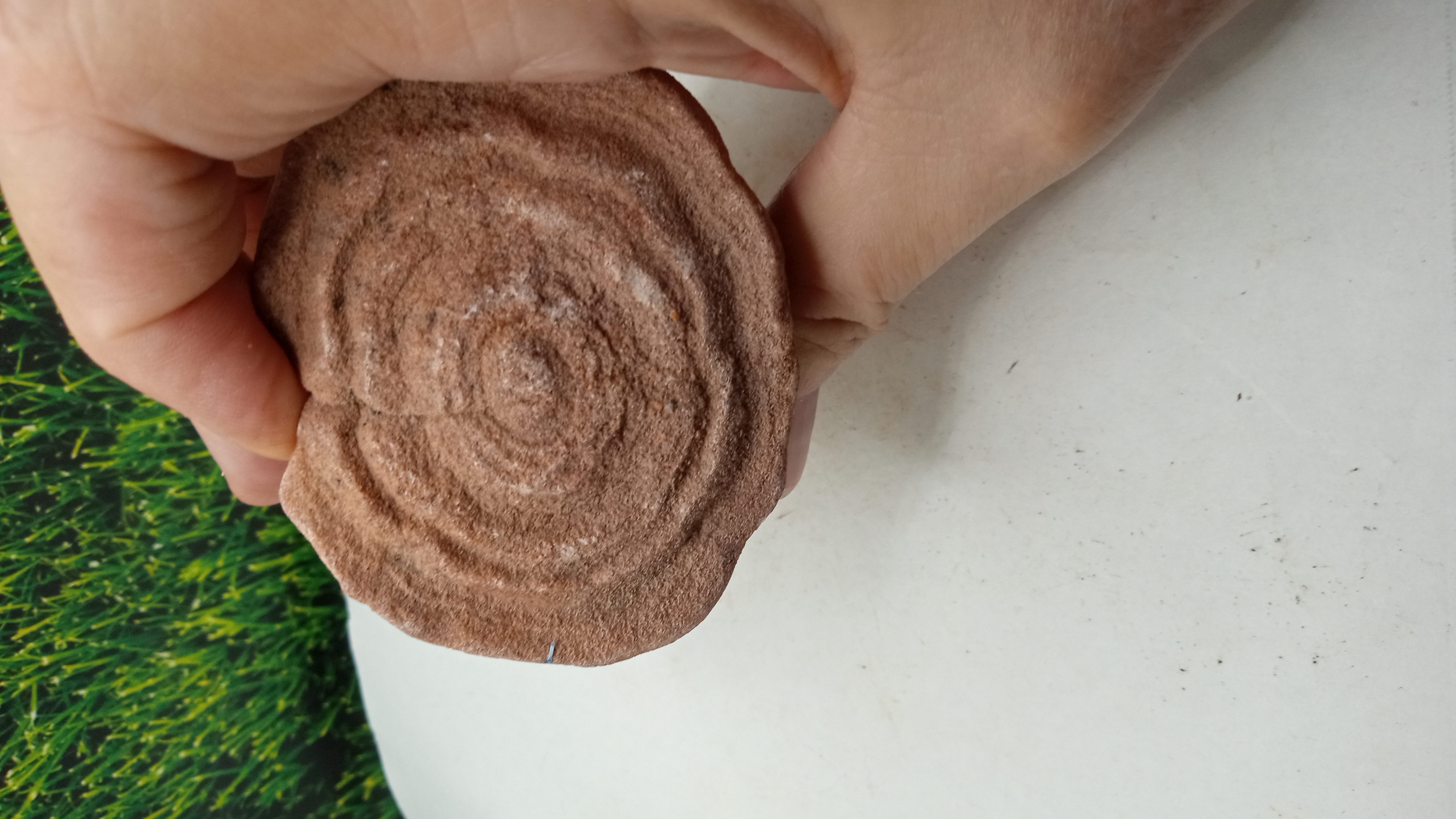  Large Moroccan Stromatolite ~ 600 Million Yrs Old ~