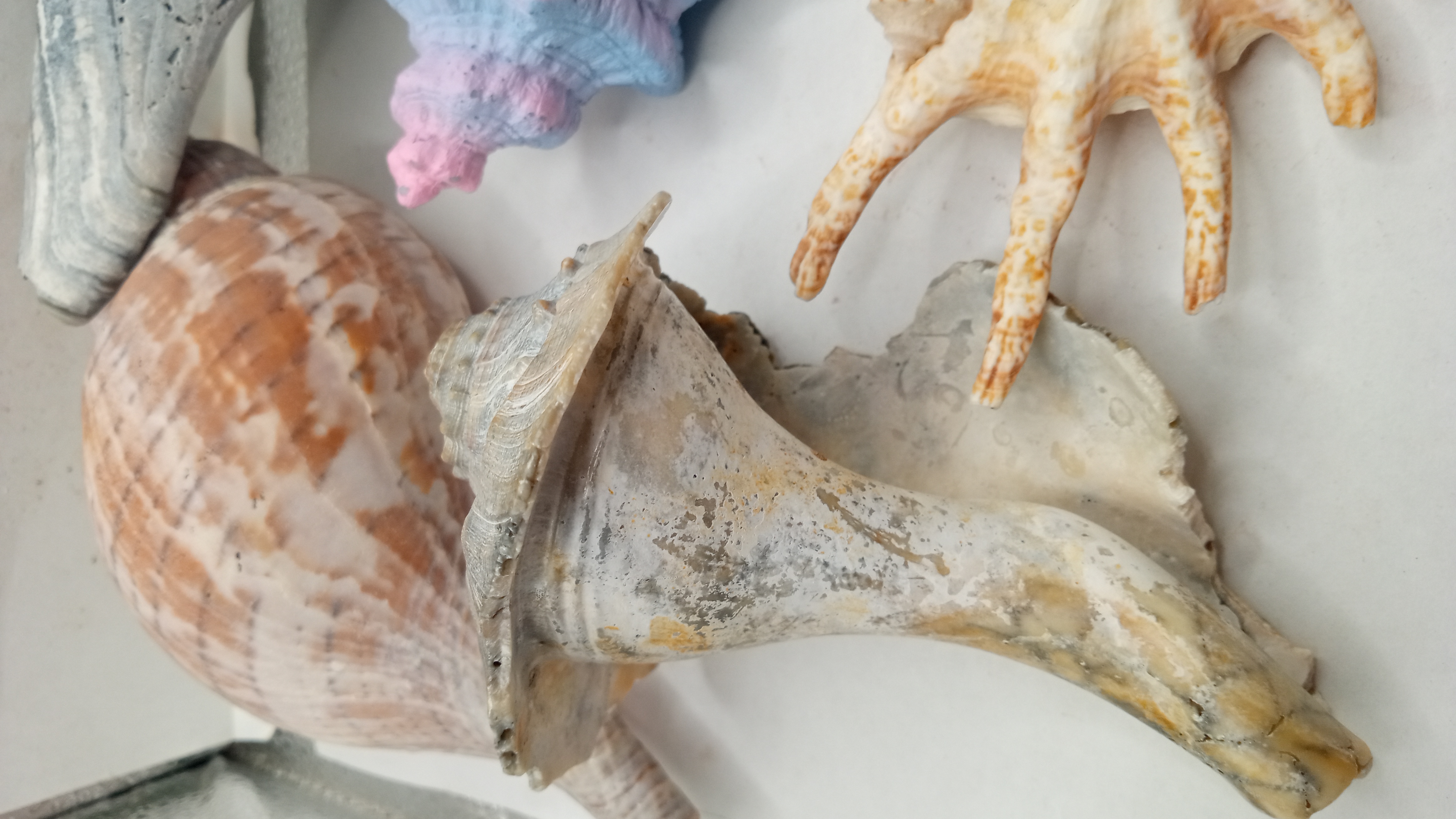 Five beautiful Shells - Florida Keys -