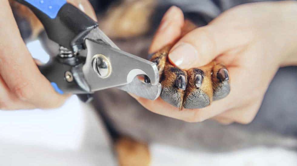 Nail Trimming