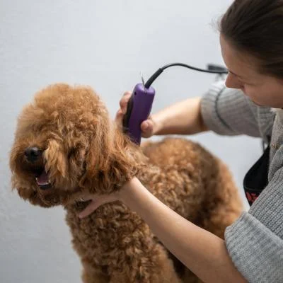 Full Grooming