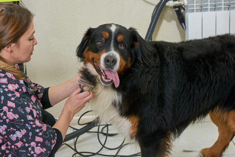 Full Grooming