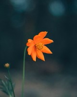 Hypnotic Journey: Expanding Confidence