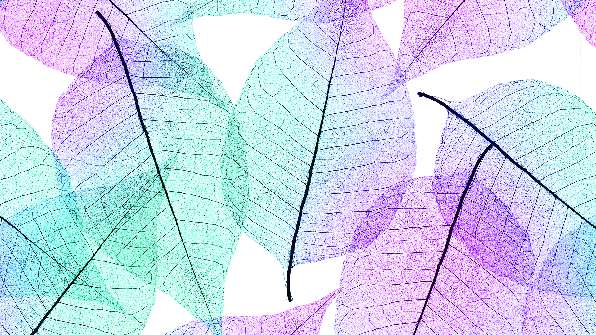 Colorful Skeleton Leaves