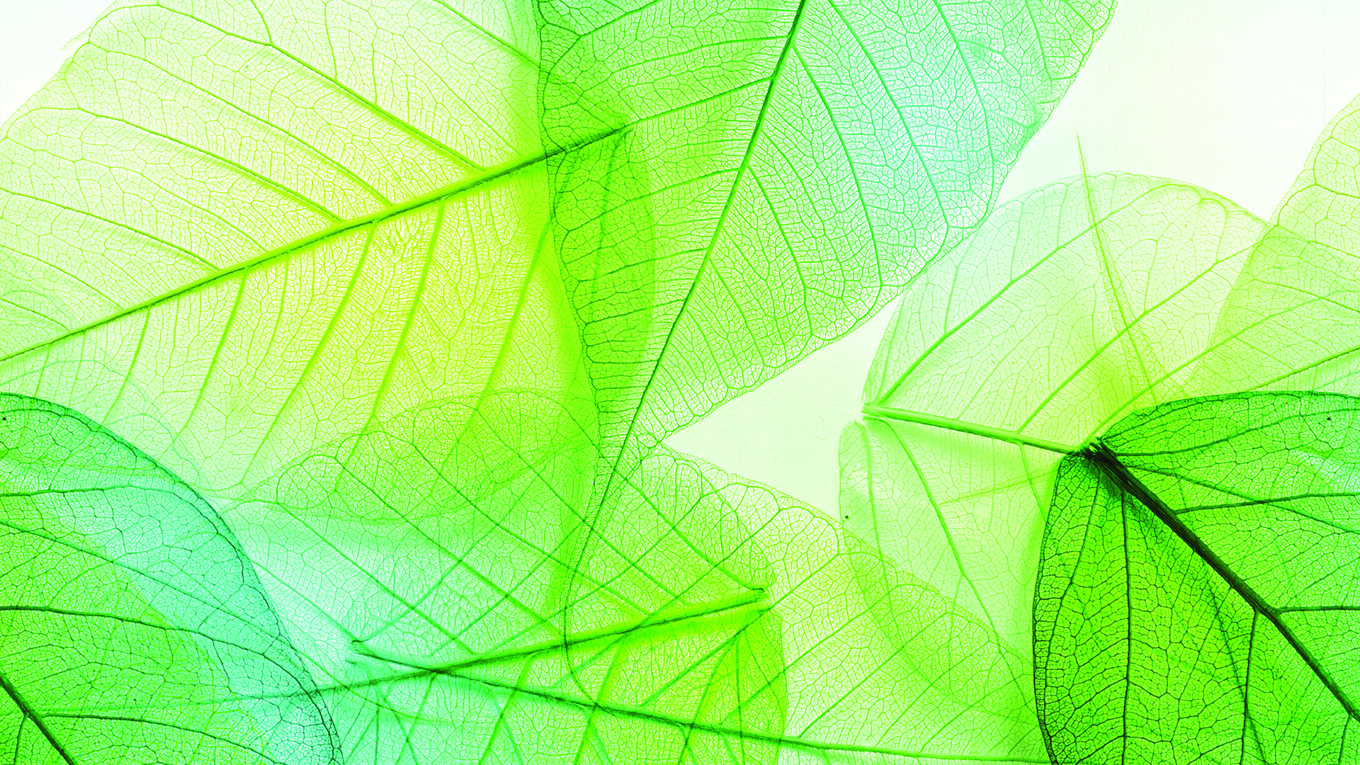 Green Transparent Leaves