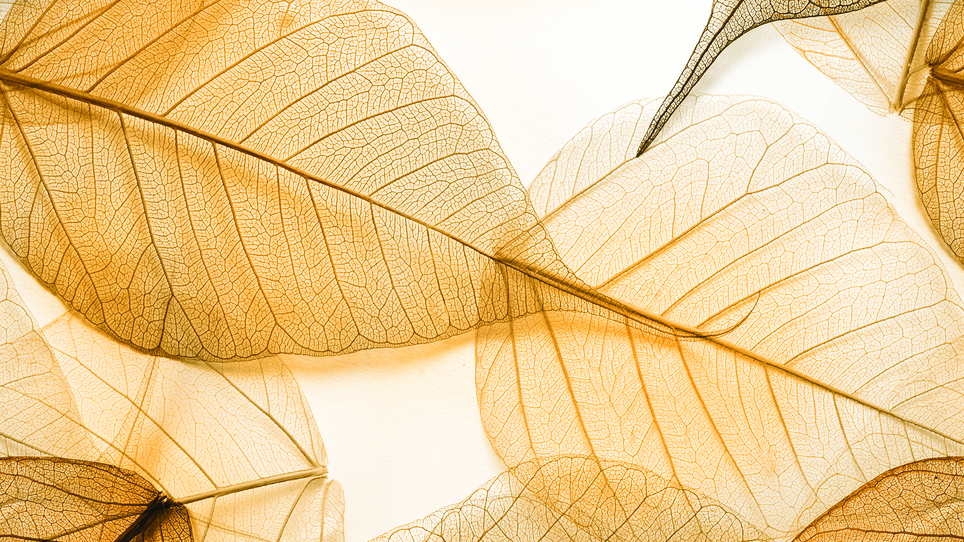 Decorative Pressed Leaves