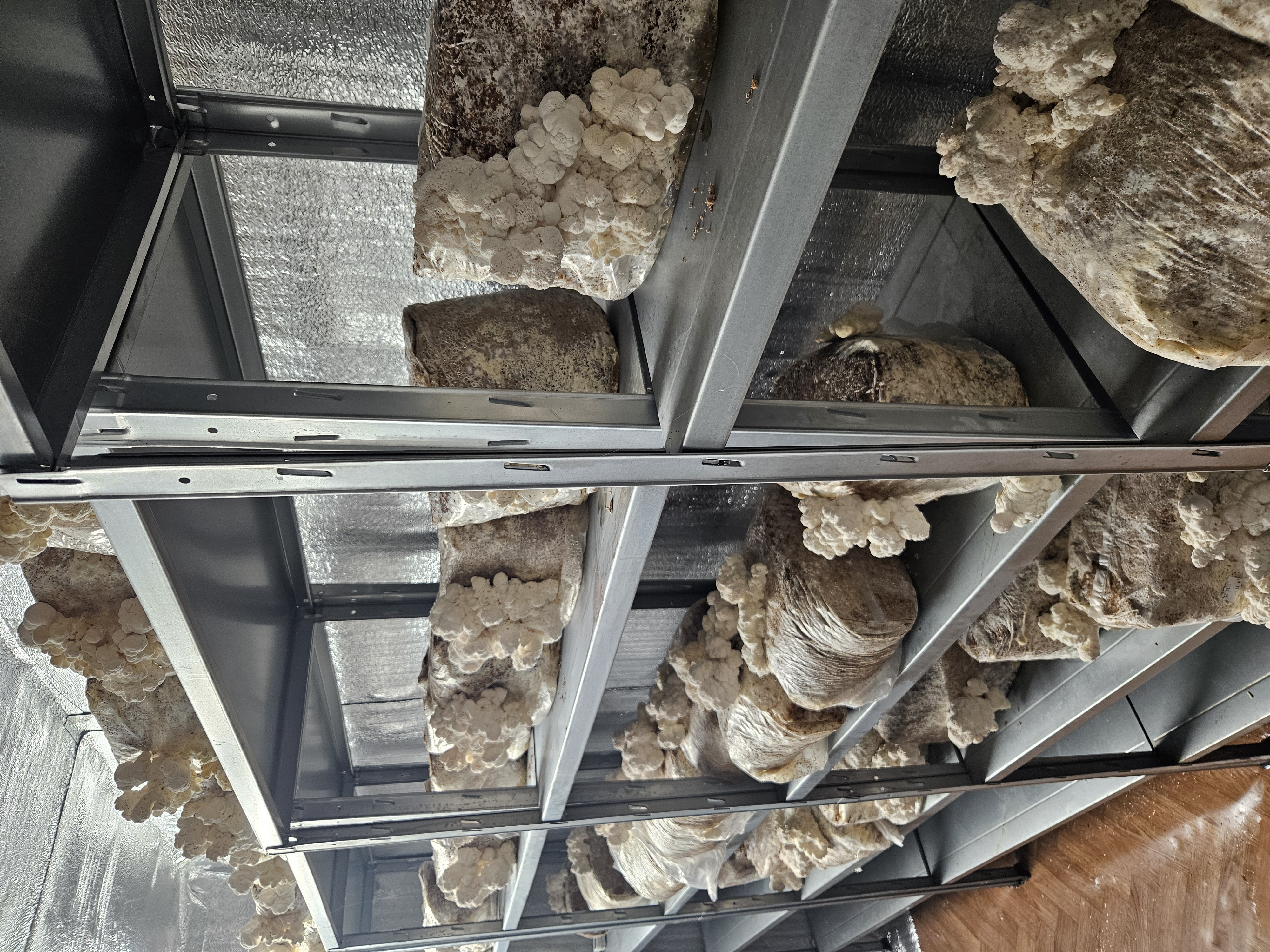 Eža dižadatene svaiga