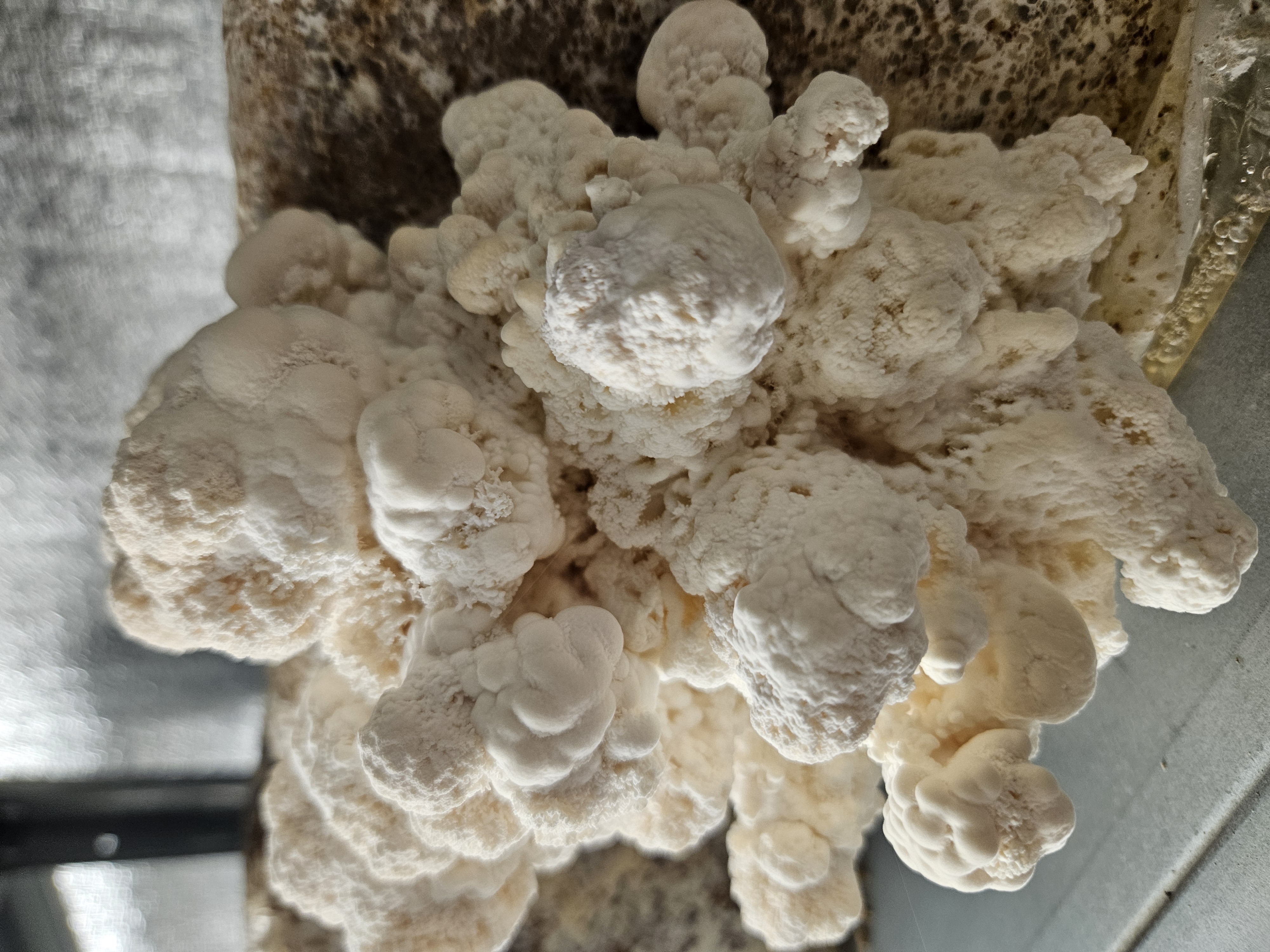 Eža dižadatene svaiga