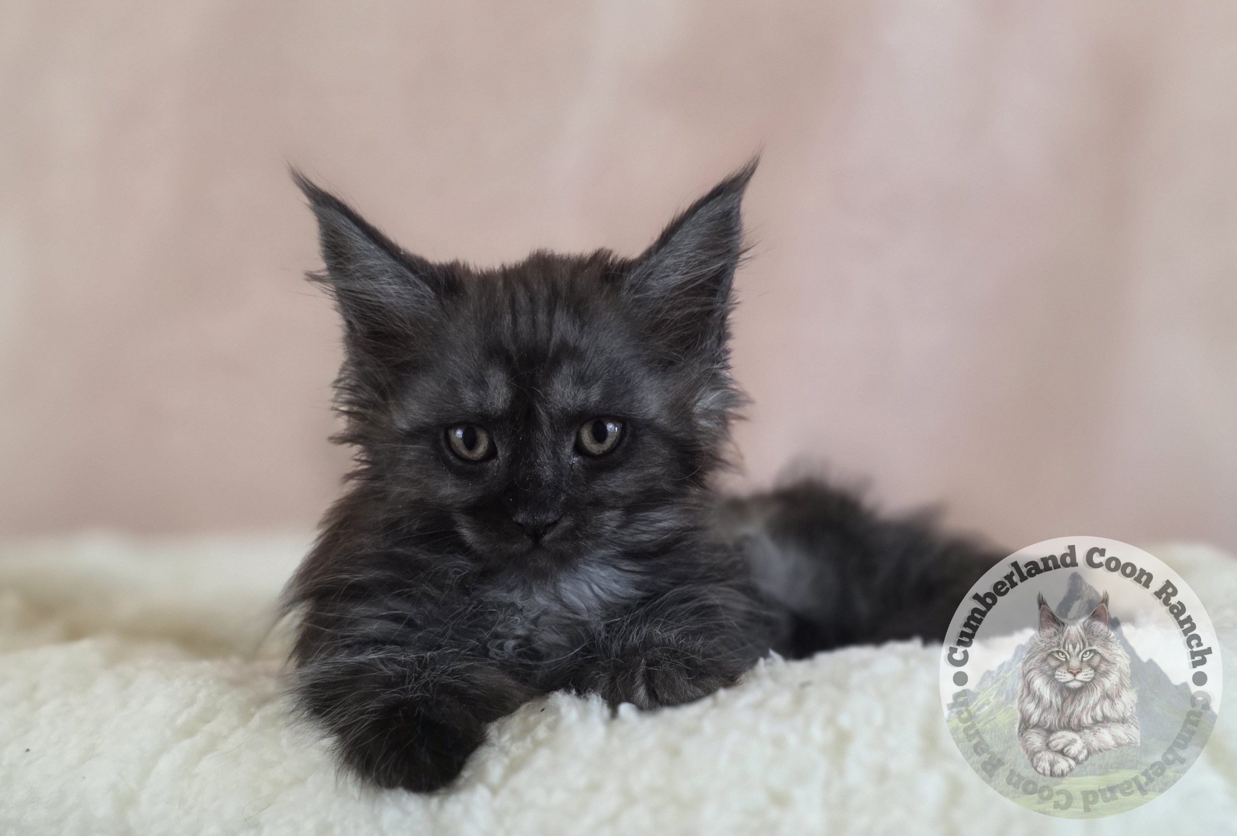 Black Smoke Female Maine Coon Kitten