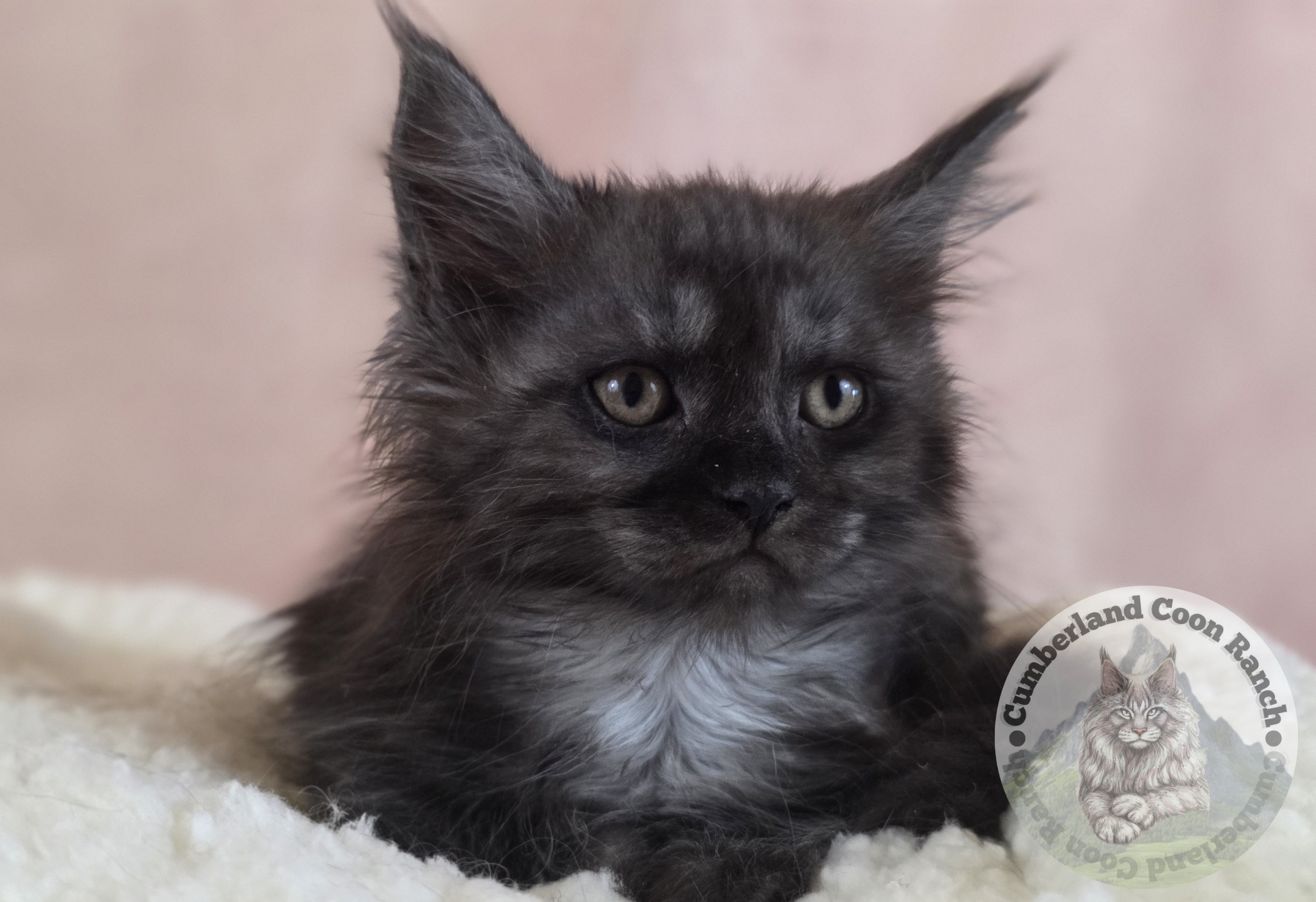 Black Smoke Female Maine Coon Kitten