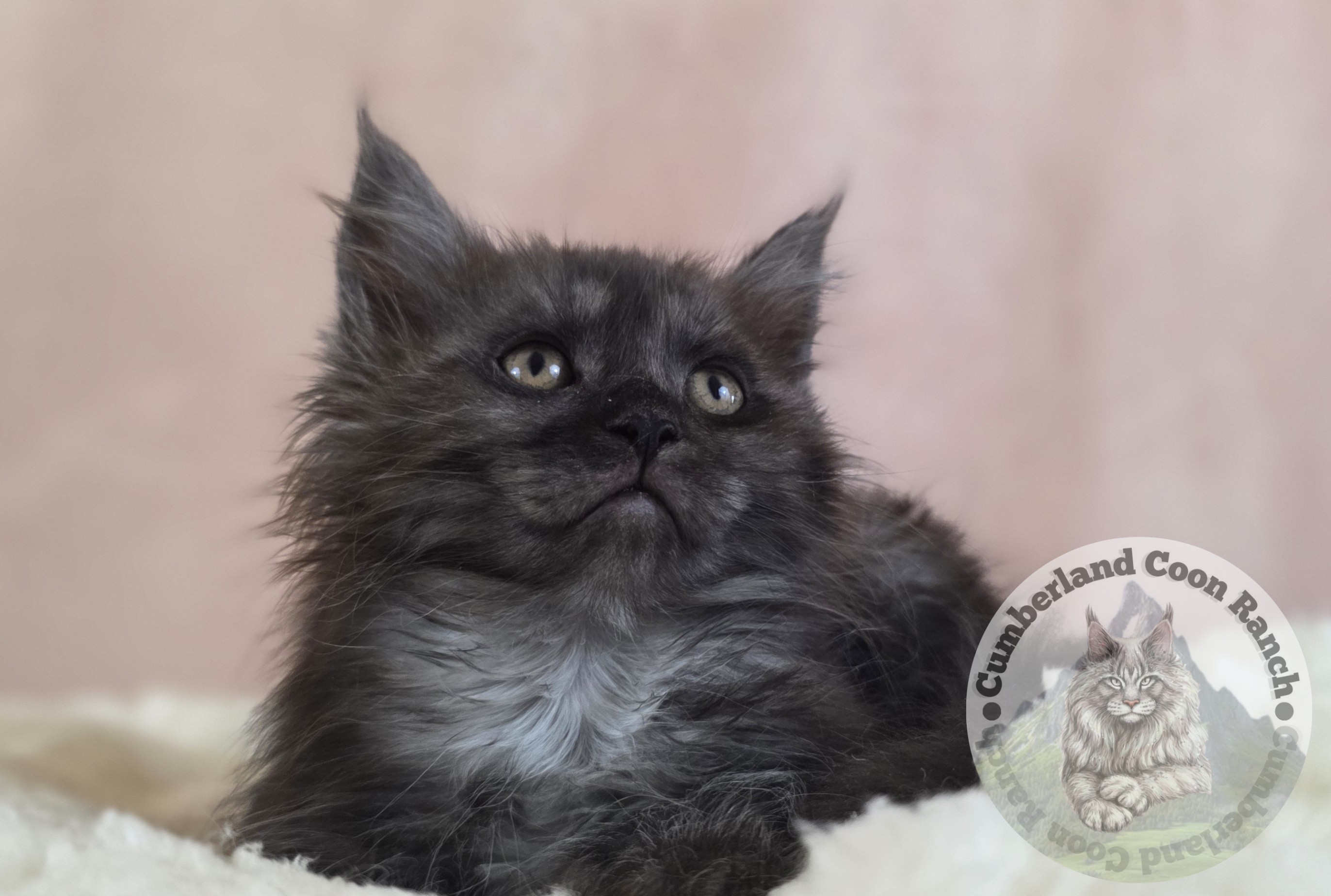 Black Smoke Female Maine Coon Kitten