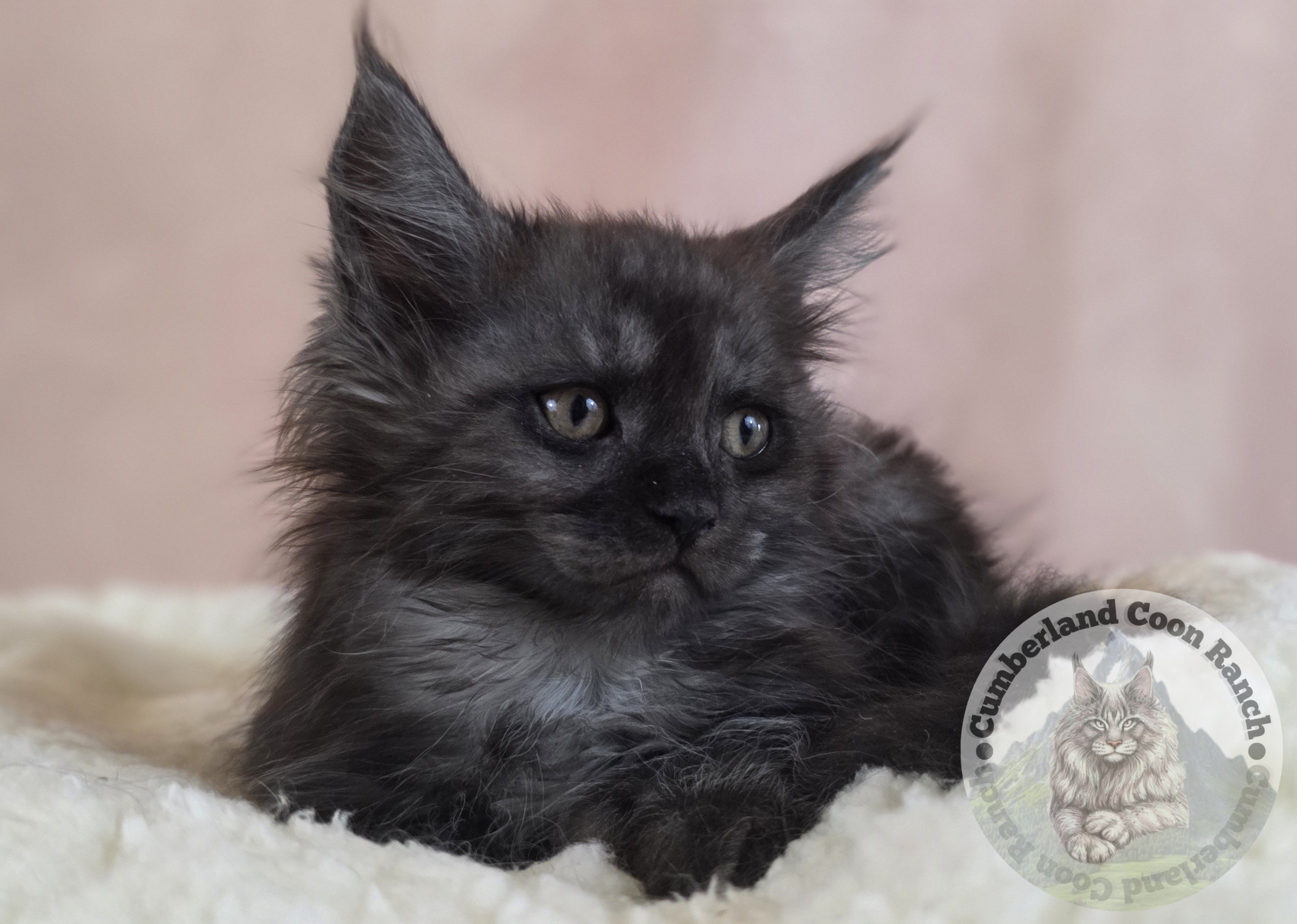Black Smoke Female Maine Coon Kitten