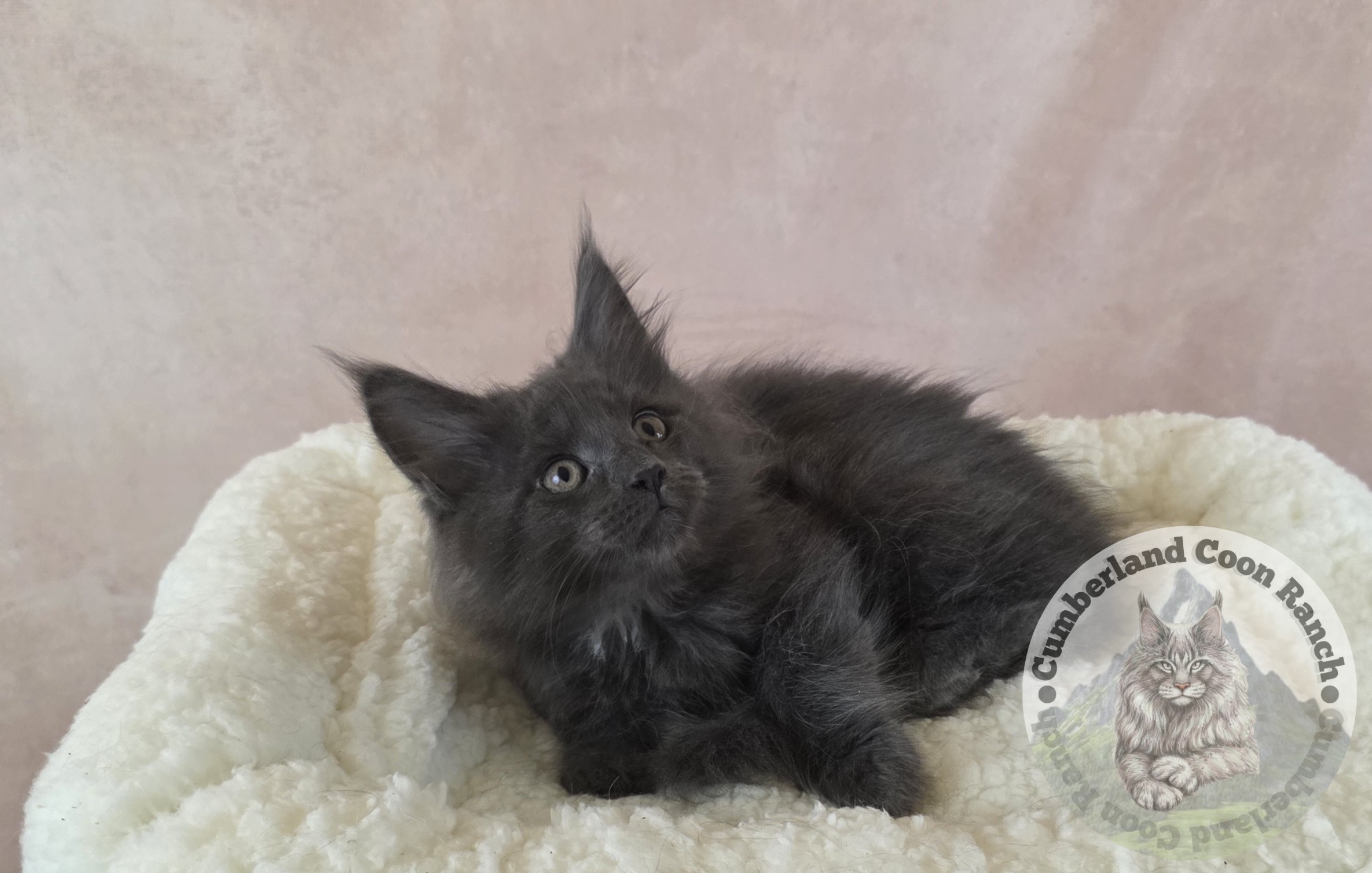 Blue Female Maine Coon Kitten