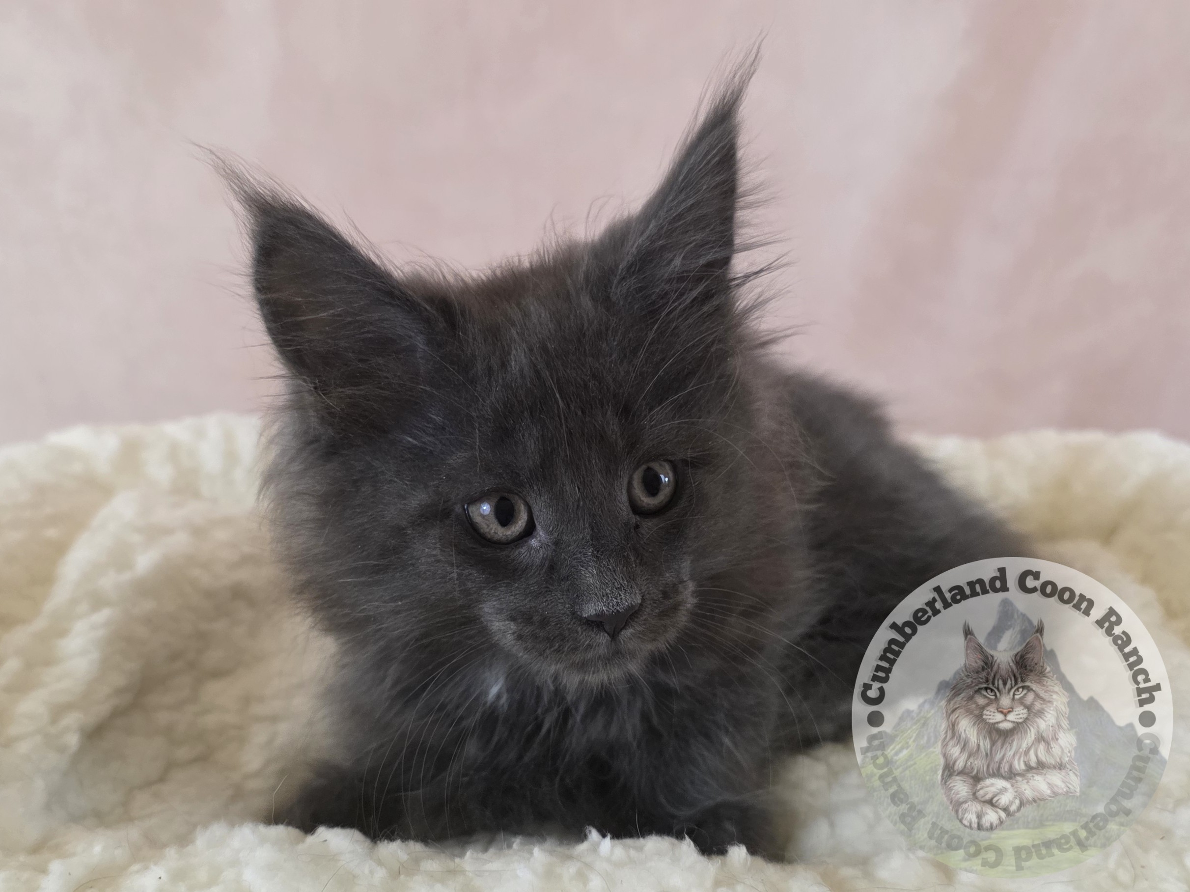 Blue Female Maine Coon Kitten
