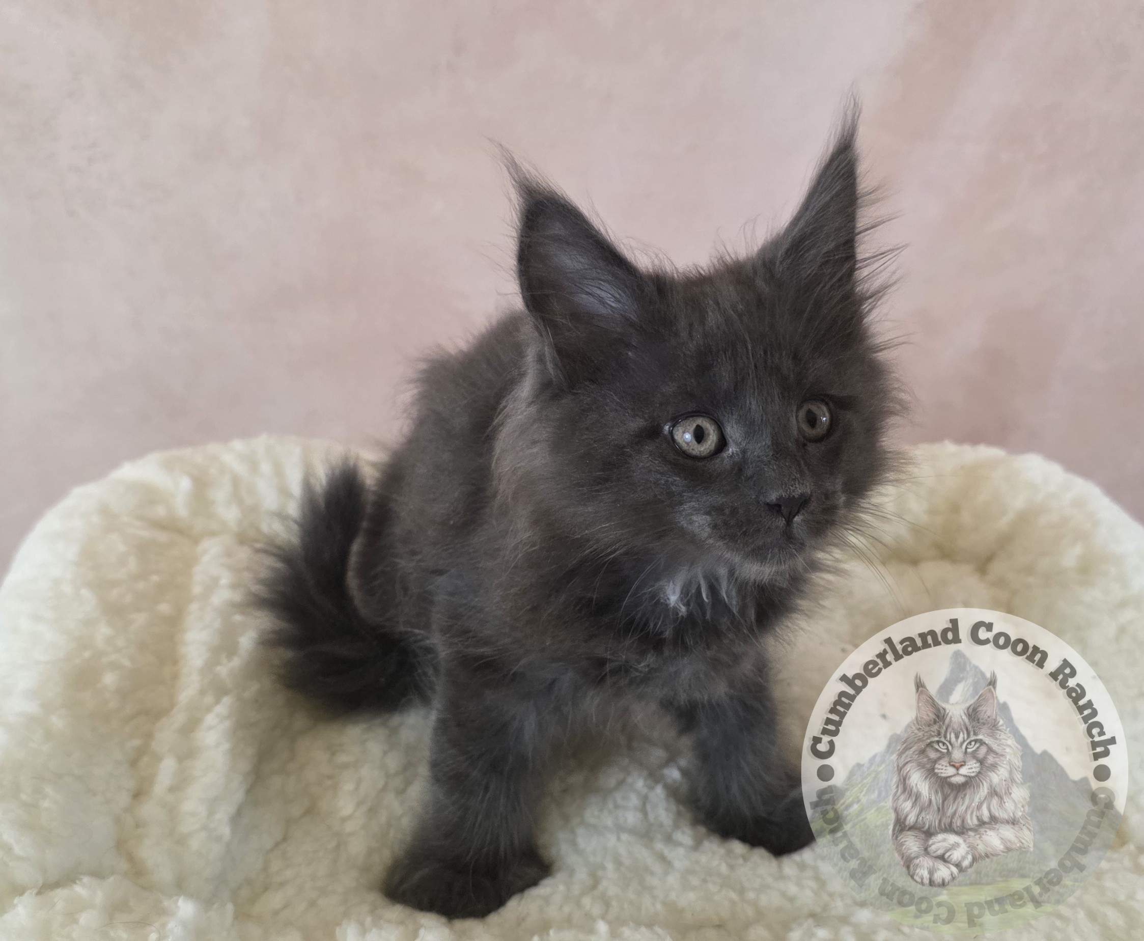 Blue Female Maine Coon Kitten
