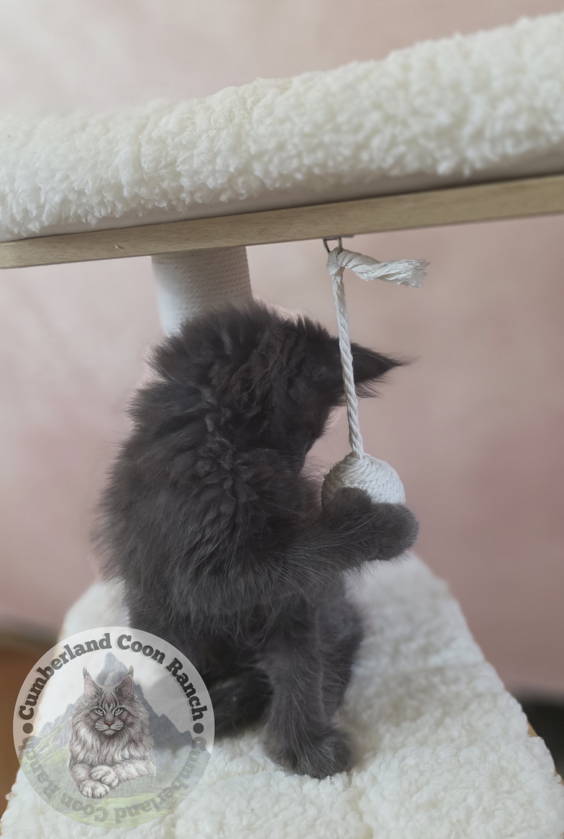 Blue Female Maine Coon Kitten