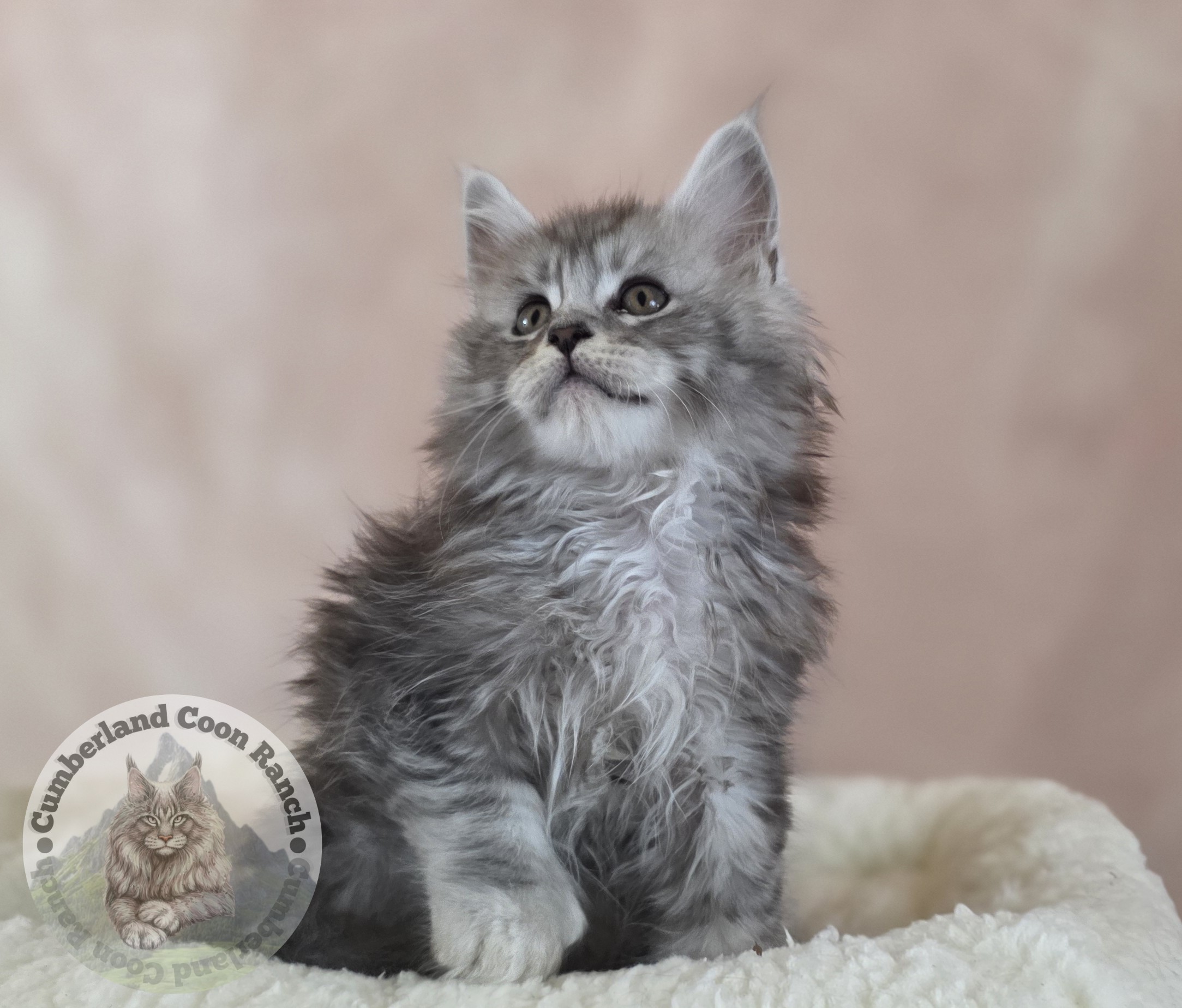 Grey Male Maine Coon Kitten