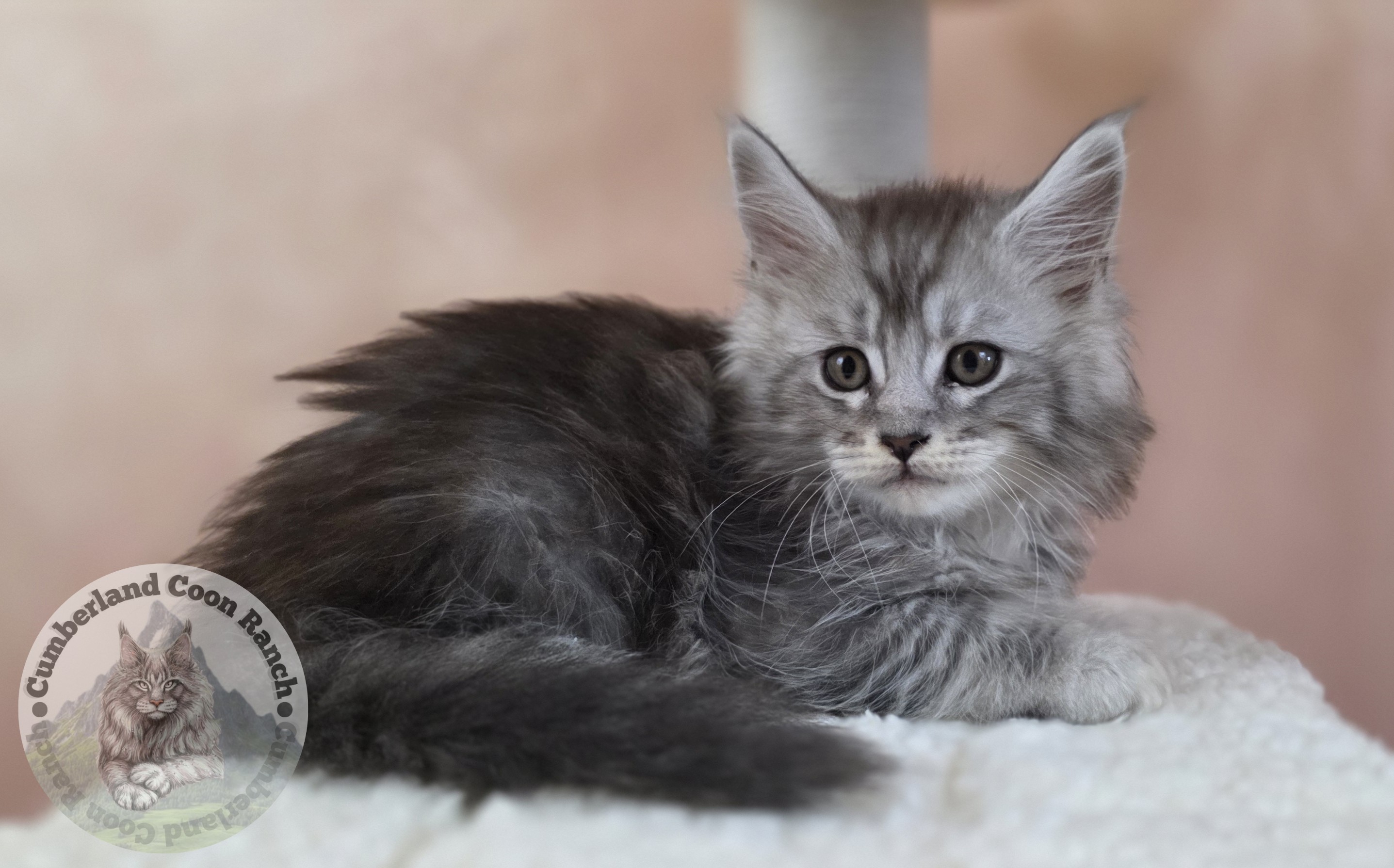 Grey Male Maine Coon Kitten