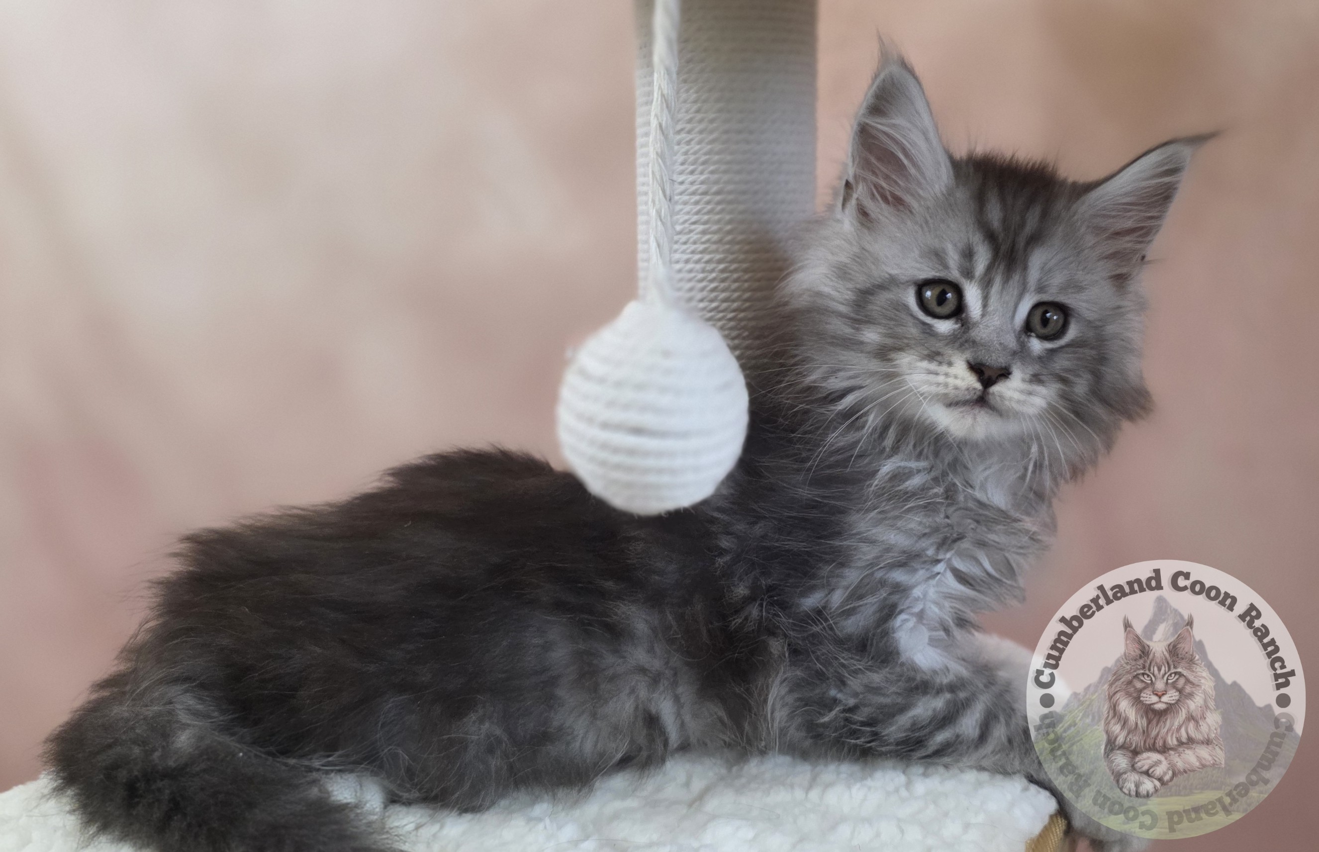 Grey Male Maine Coon Kitten