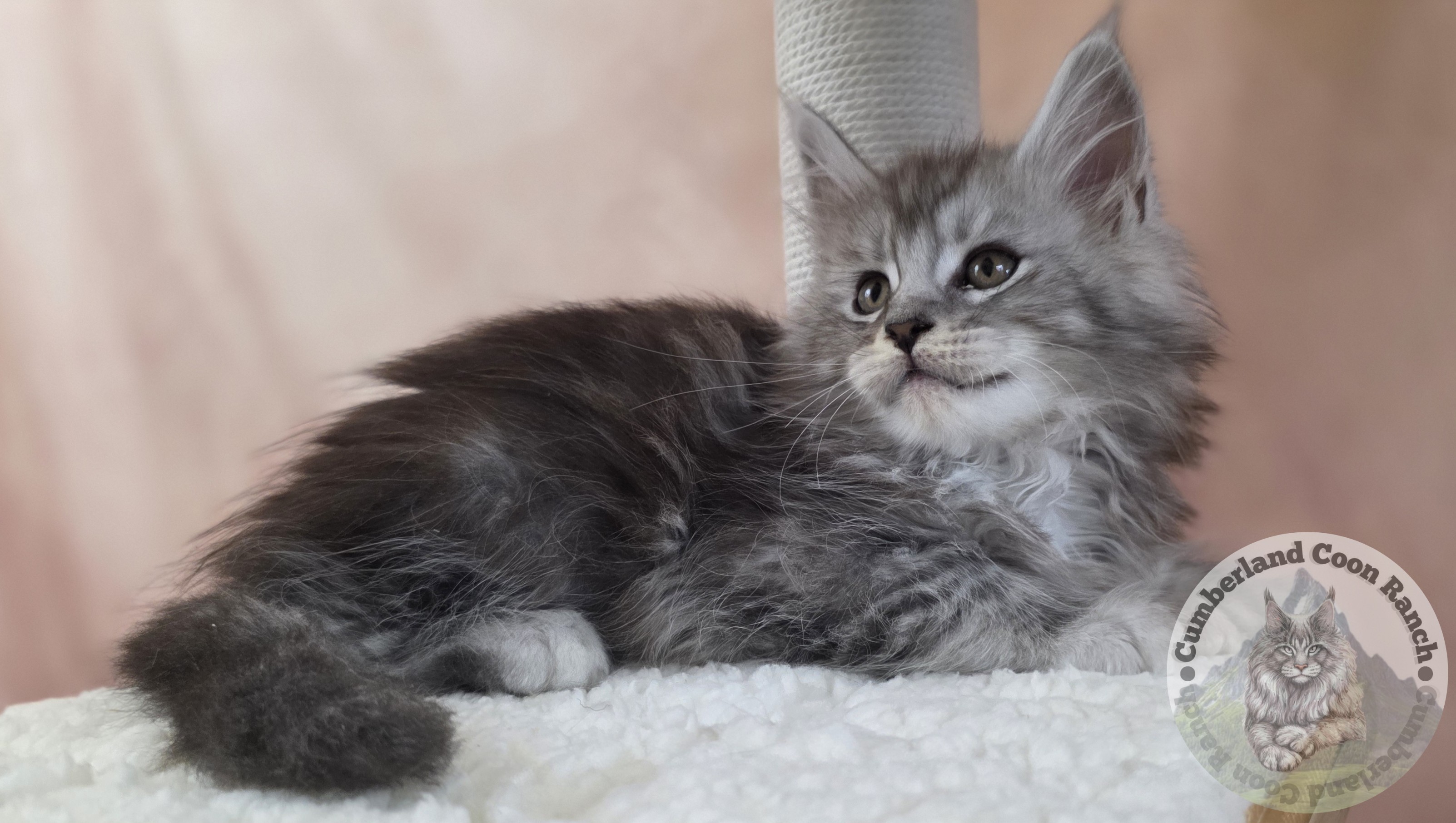 Grey Male Maine Coon Kitten