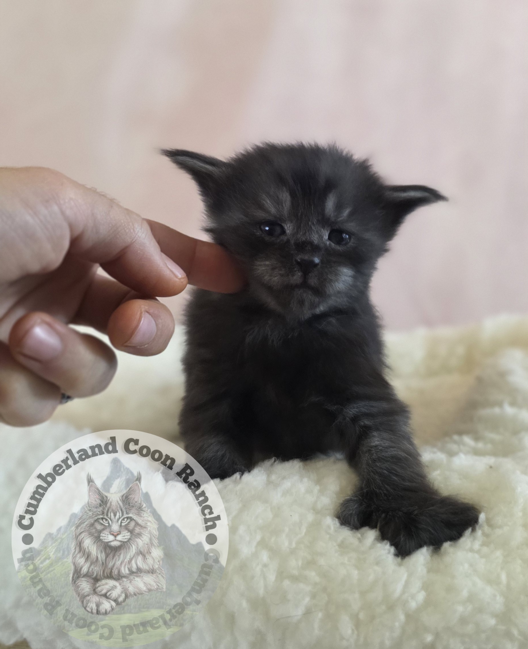 Black Smoke Female Mitten Maine Coon