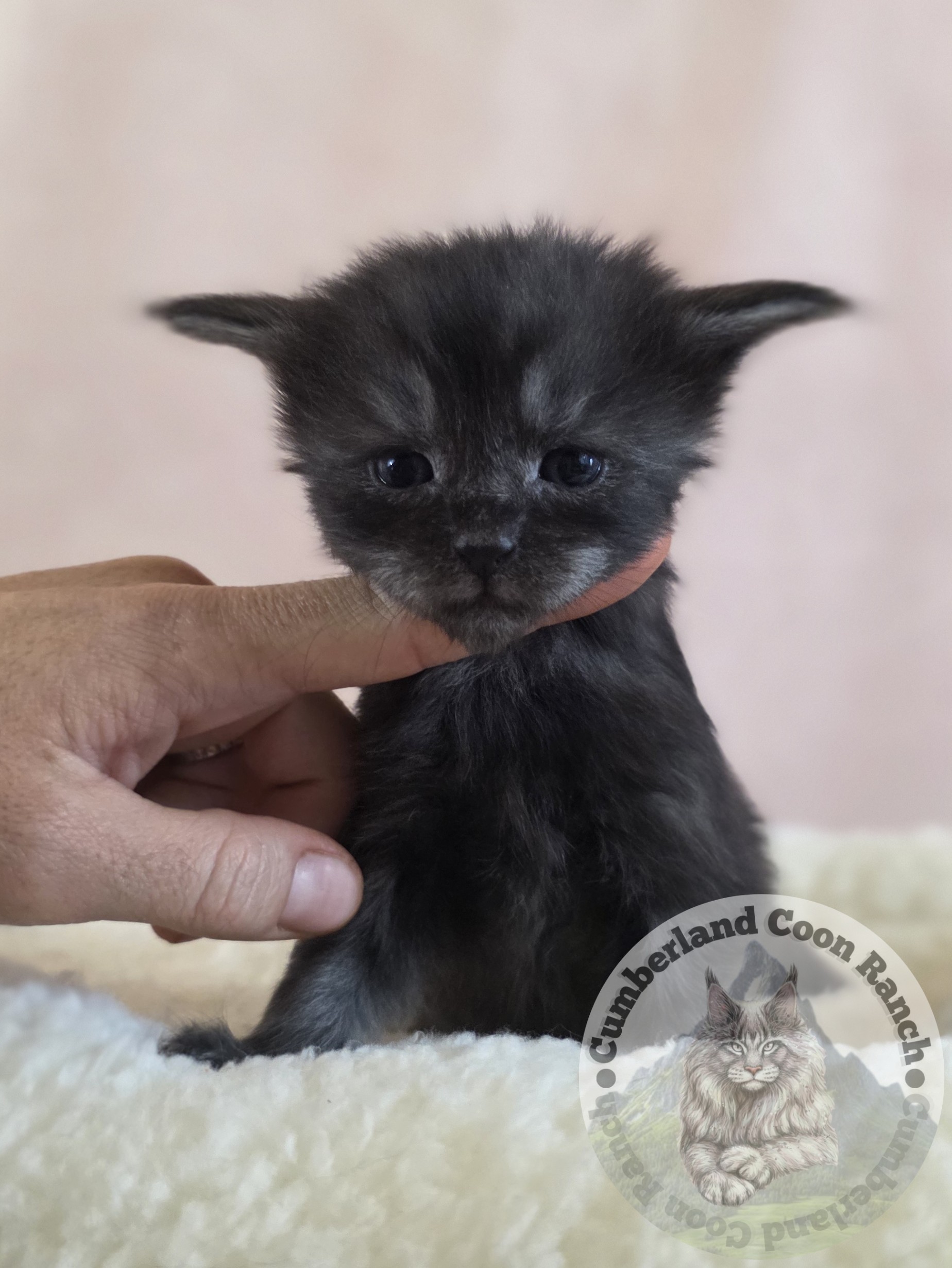 Black Smoke Female Mitten Maine Coon