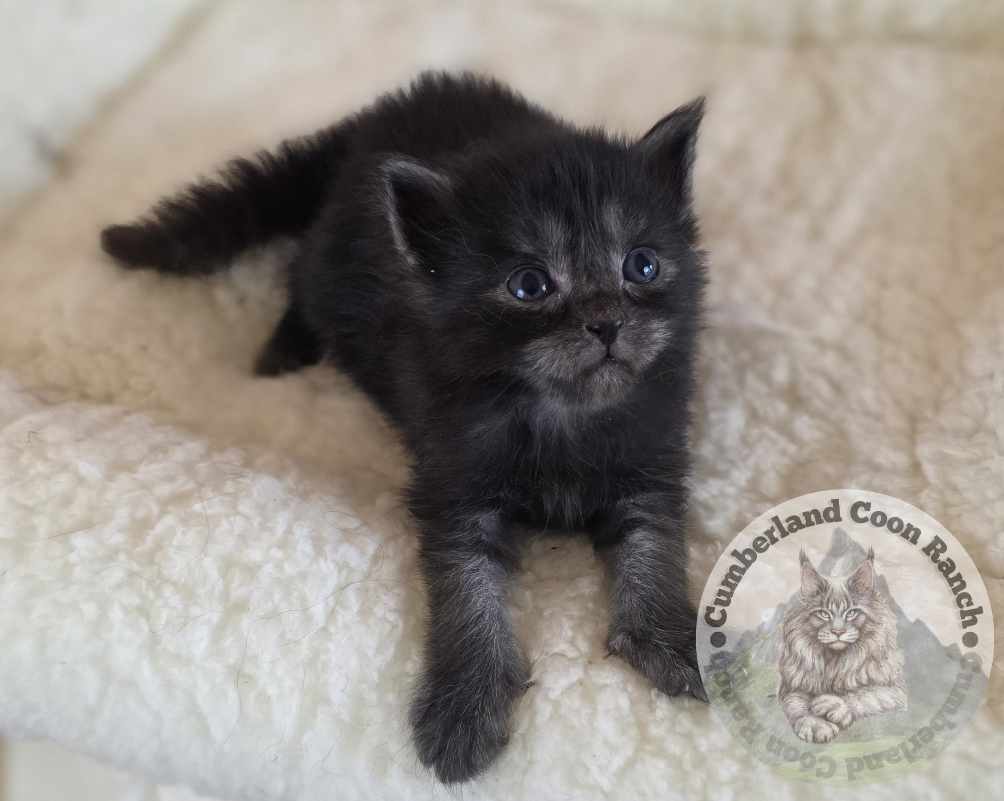 Black Smoke Female Maine Coon Kitten