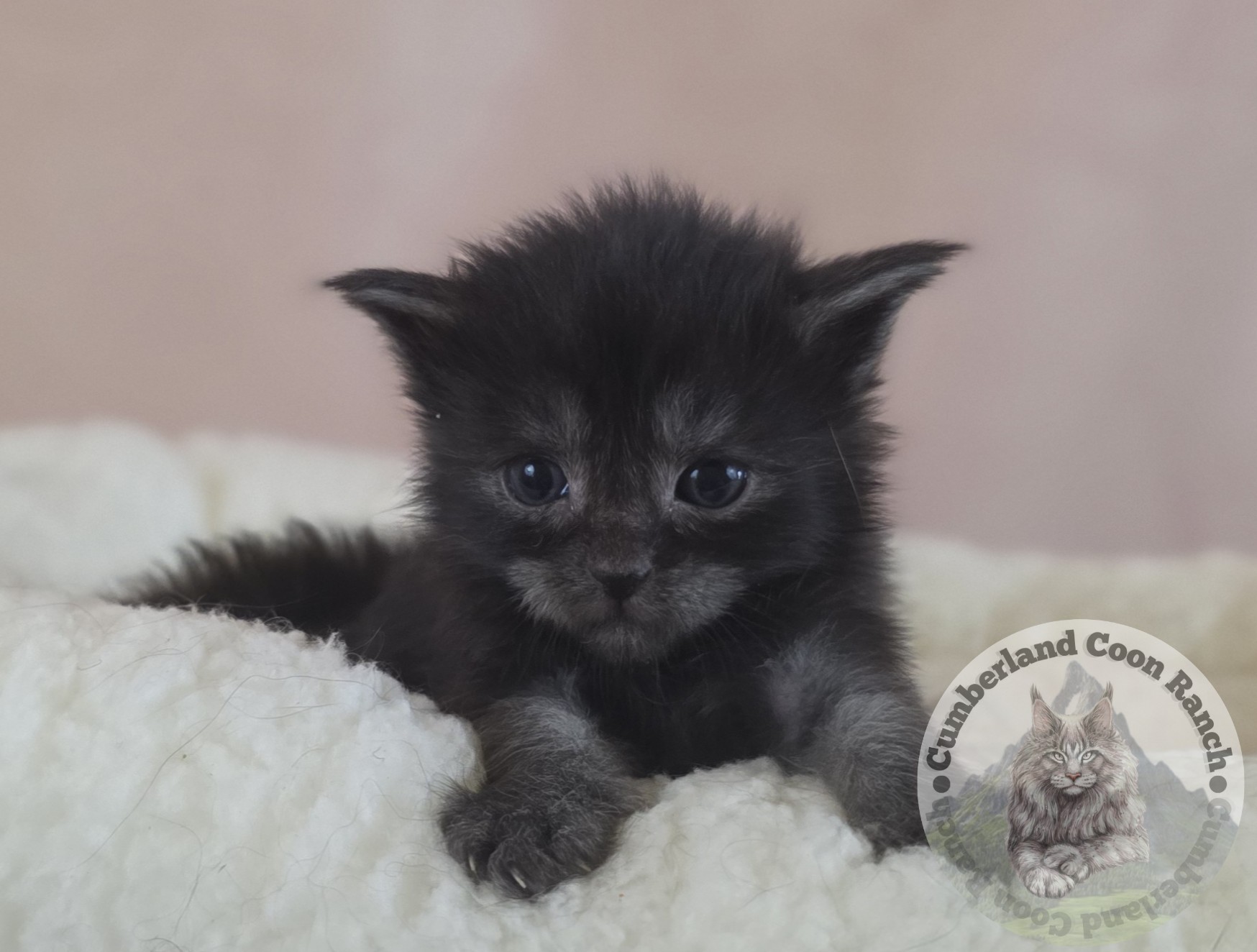 Black Smoke Female Maine Coon Kitten
